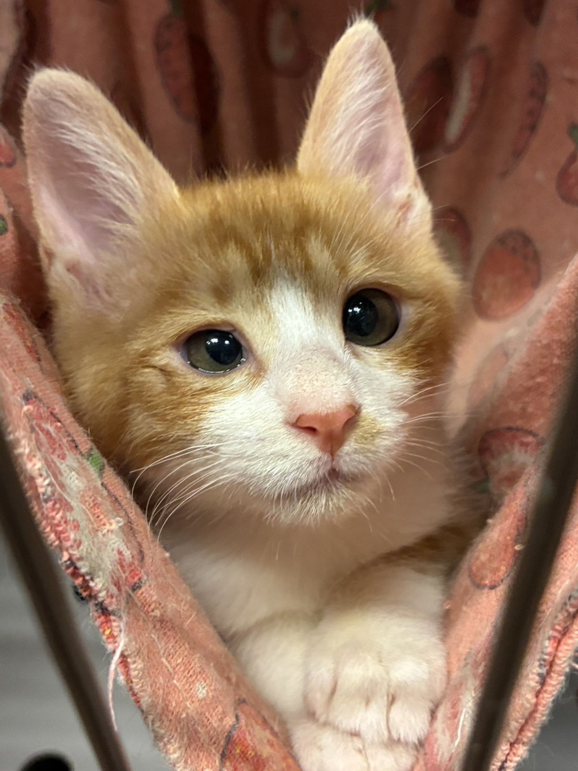 雑種（ミックス猫）・オスの里親募集の写真