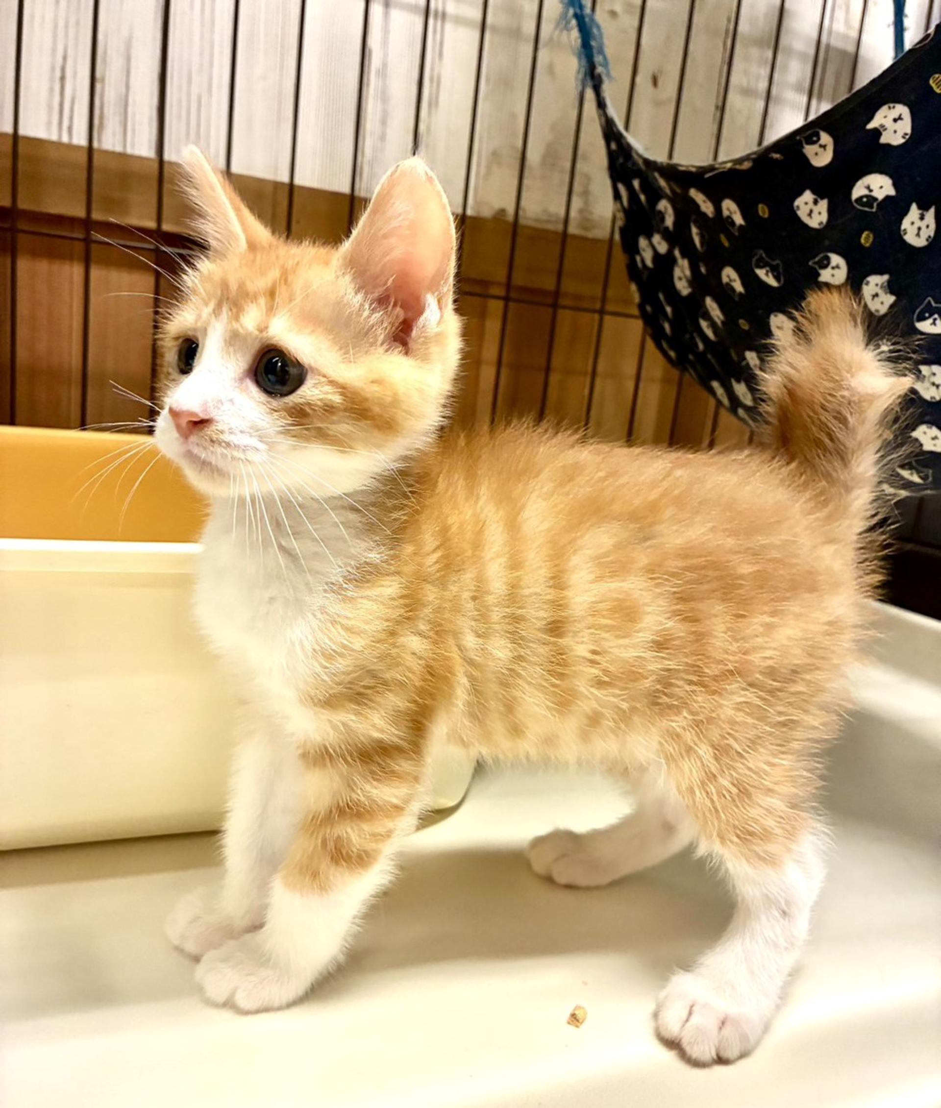 pet-image-2