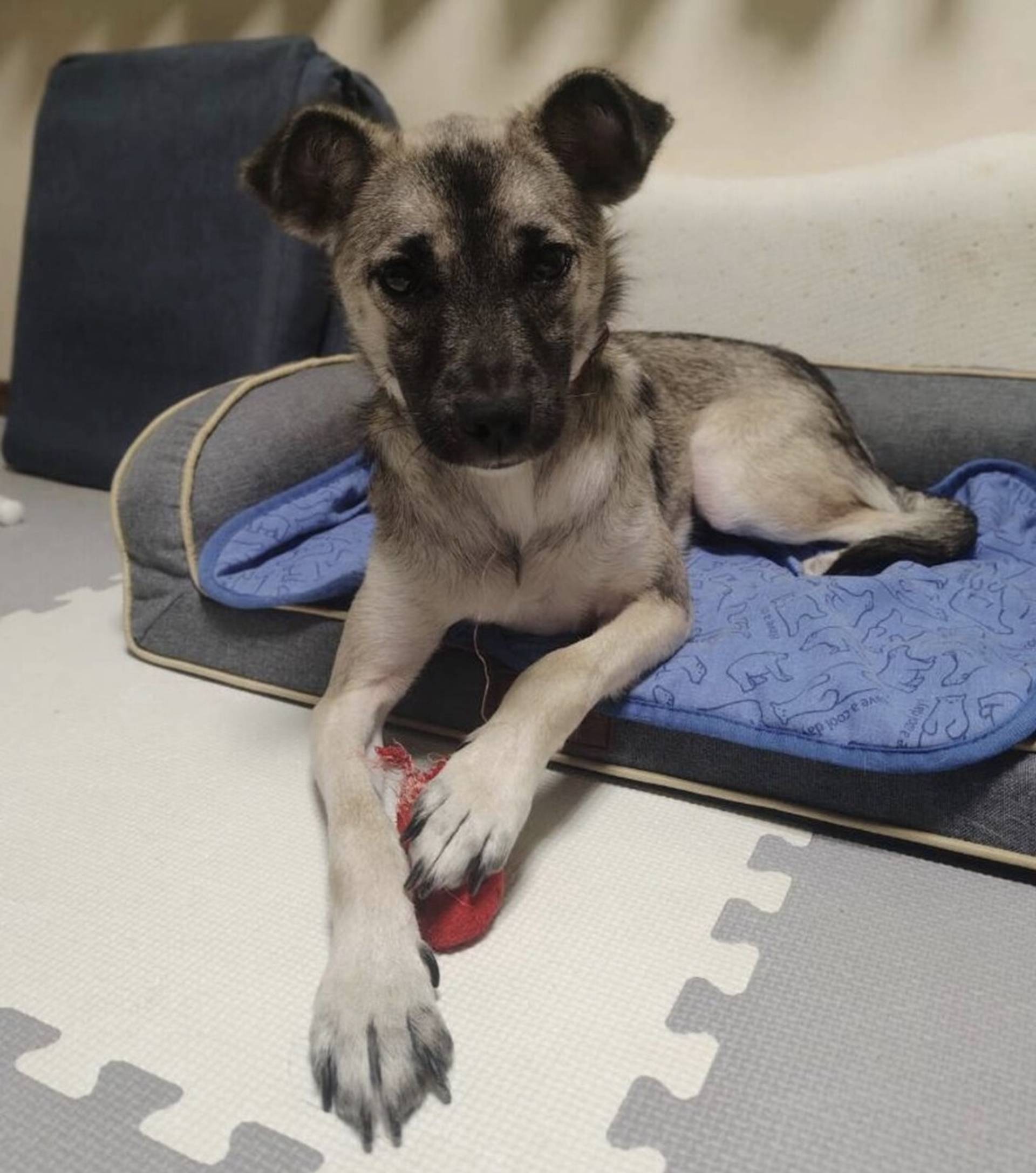 雑種（ミックス犬）・メスの里親募集の写真