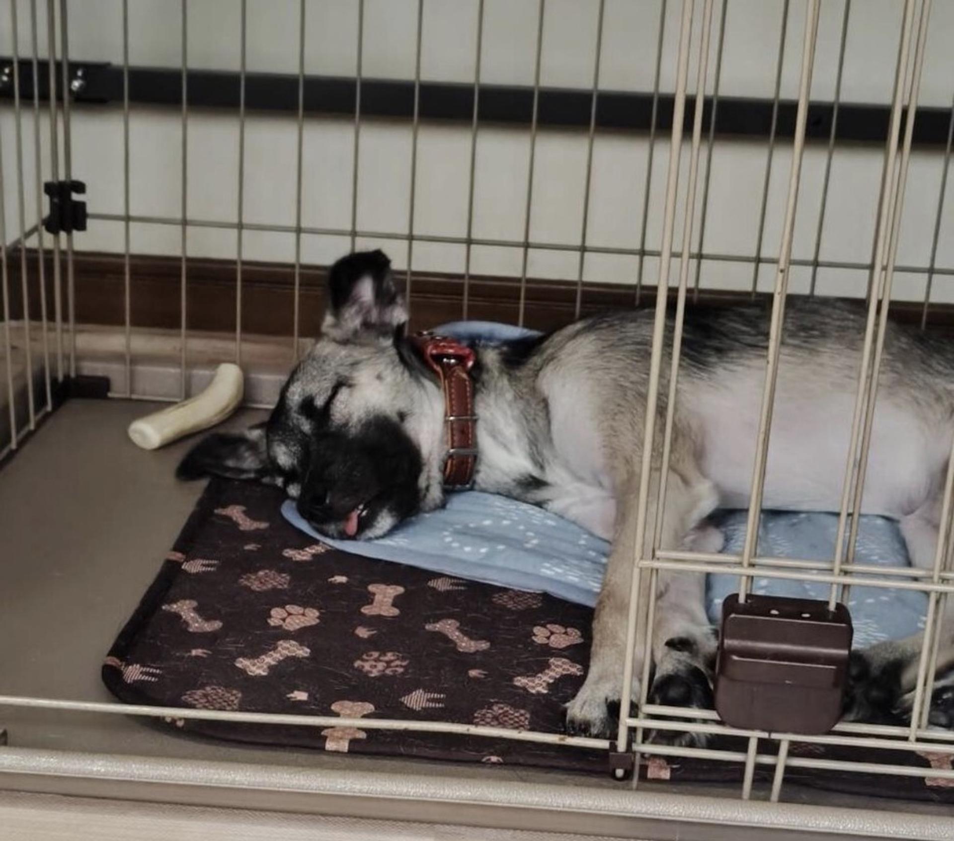 pet-image-5
