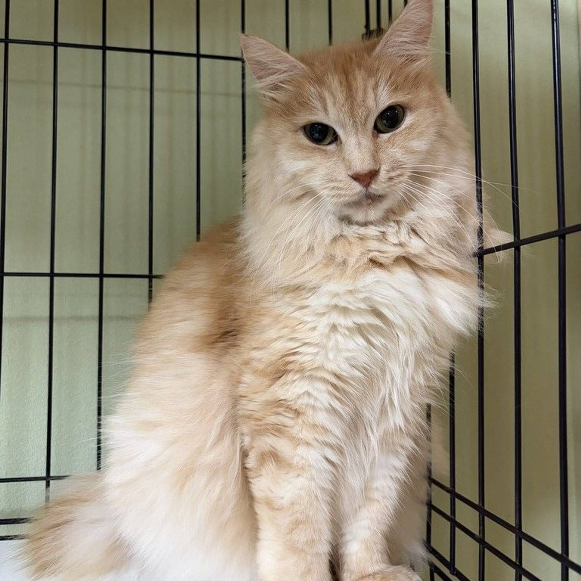 雑種（ミックス猫）・メスの里親募集の写真
