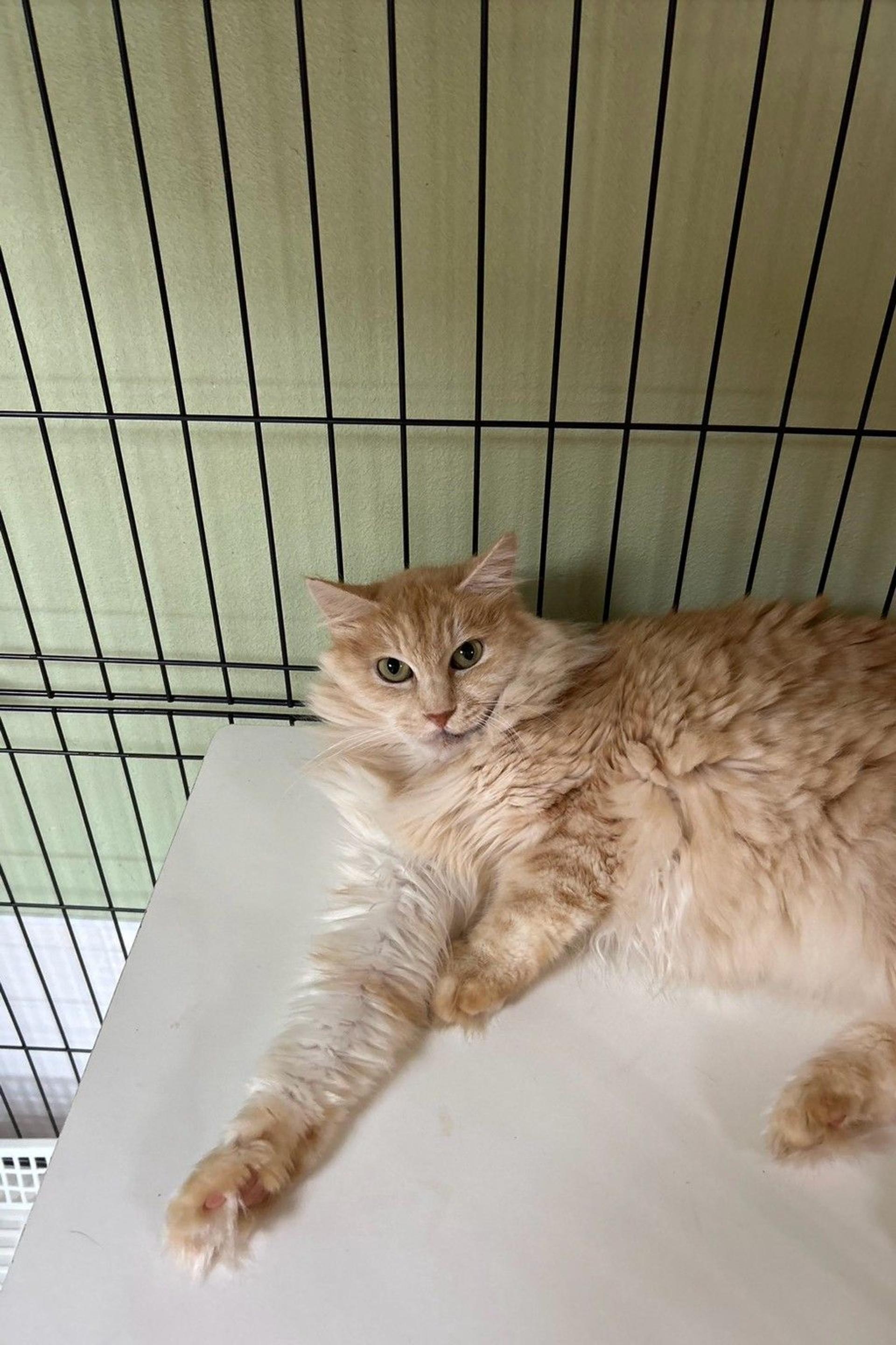 pet-image-4