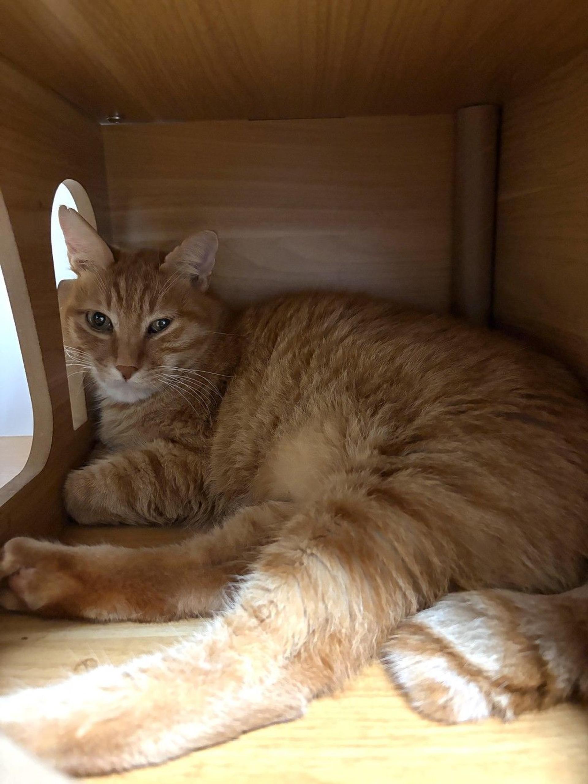 pet-image-4