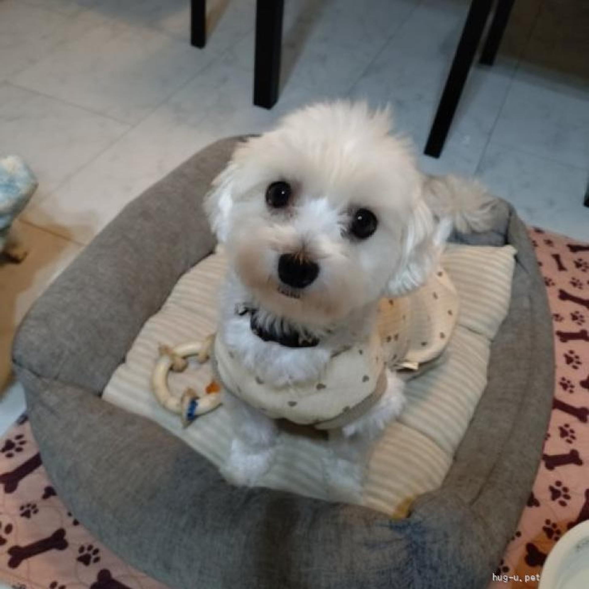 pet-image-2