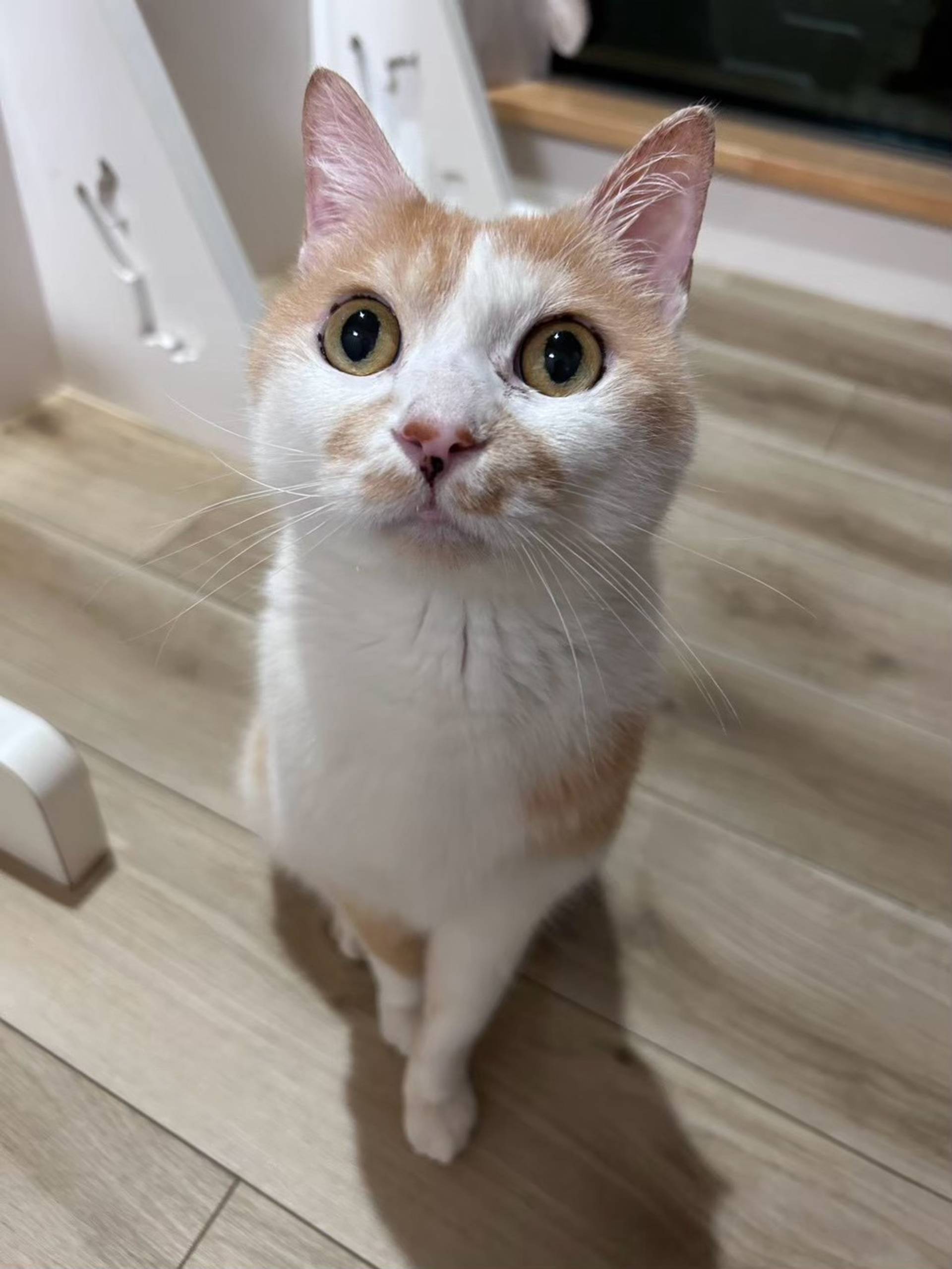 雑種（ミックス猫）・オスの里親募集の写真
