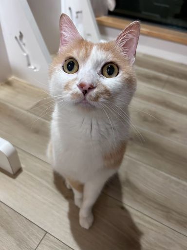 はなの写真