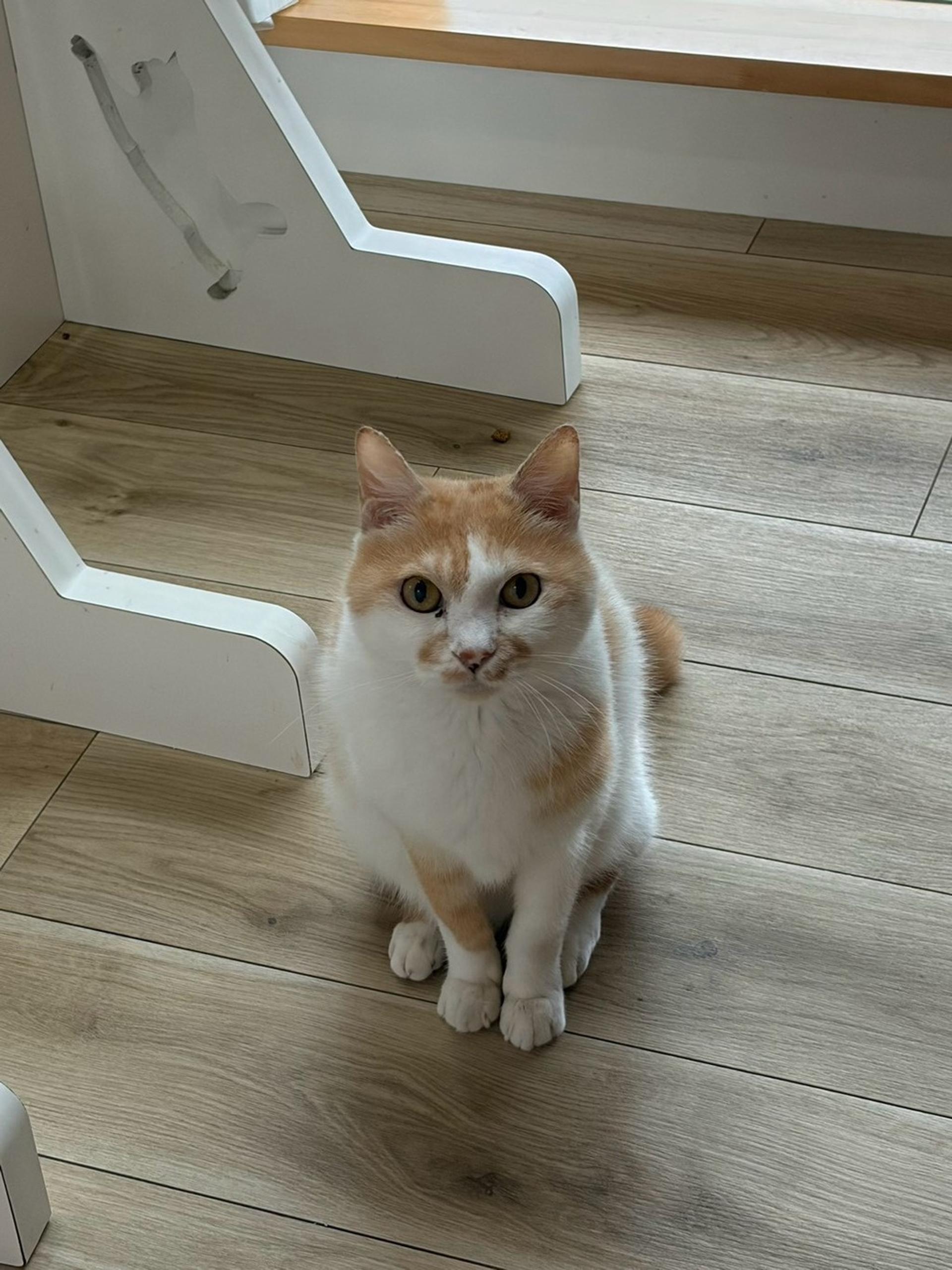 pet-image-2