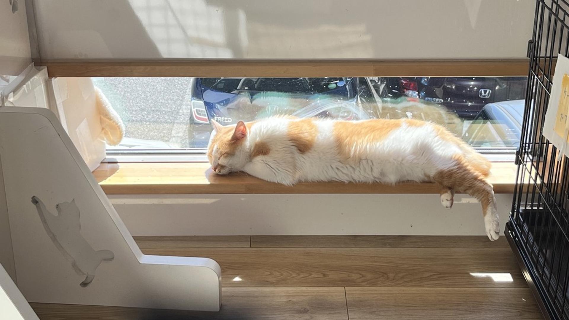 pet-image-3