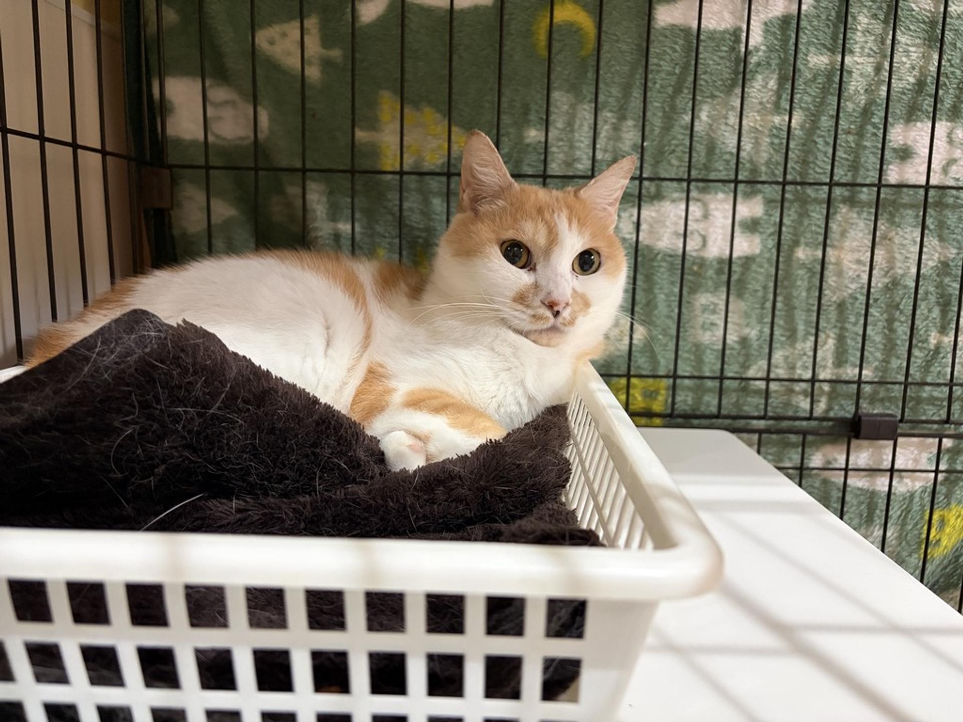 pet-image-4