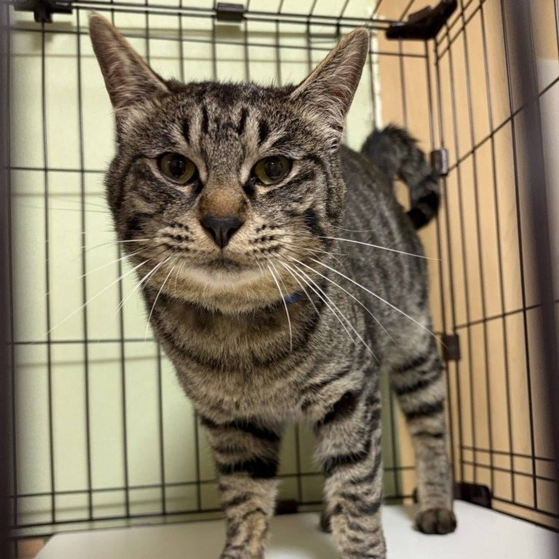 雑種（ミックス猫）・オスの里親募集の写真