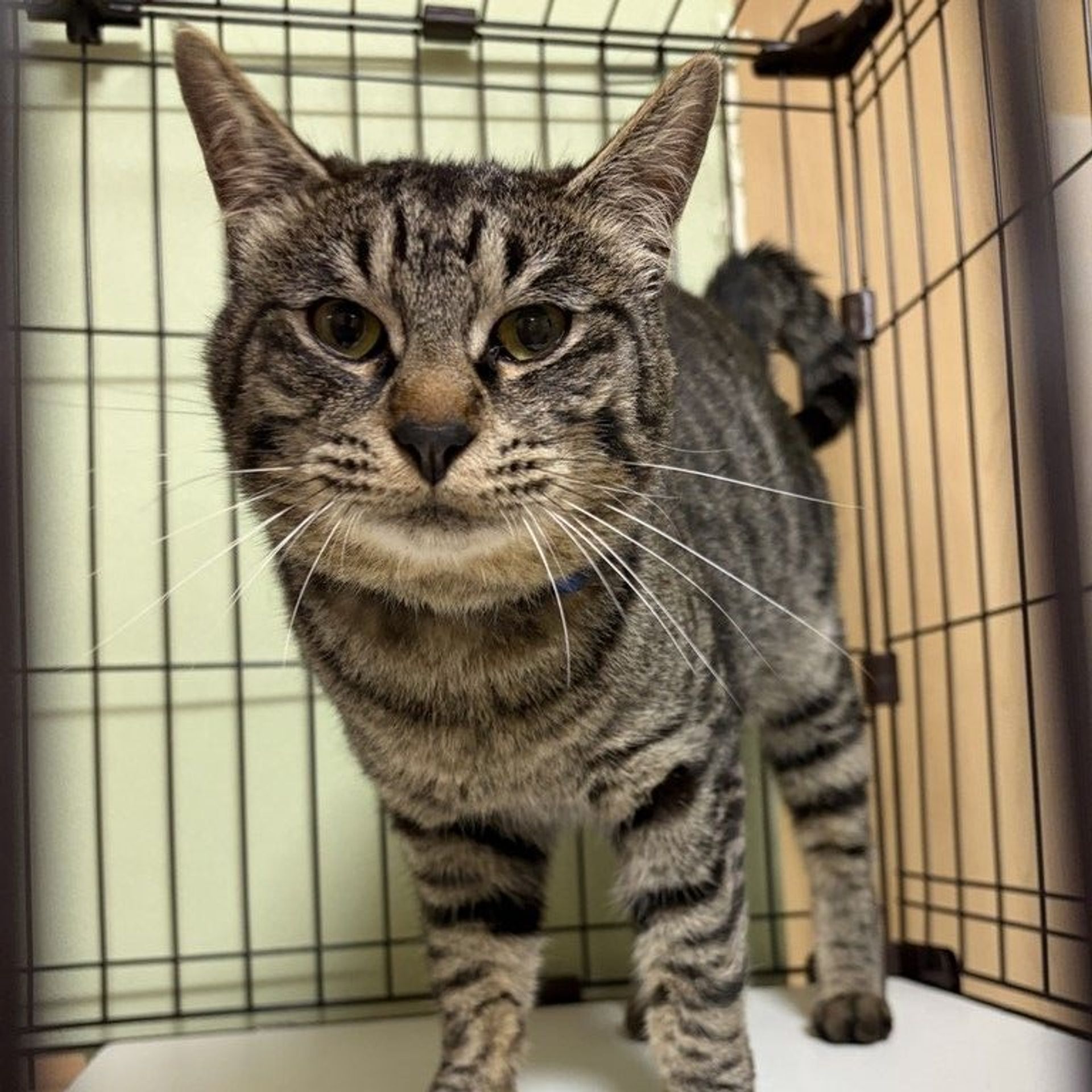 雑種（ミックス猫）・オスの里親募集の写真