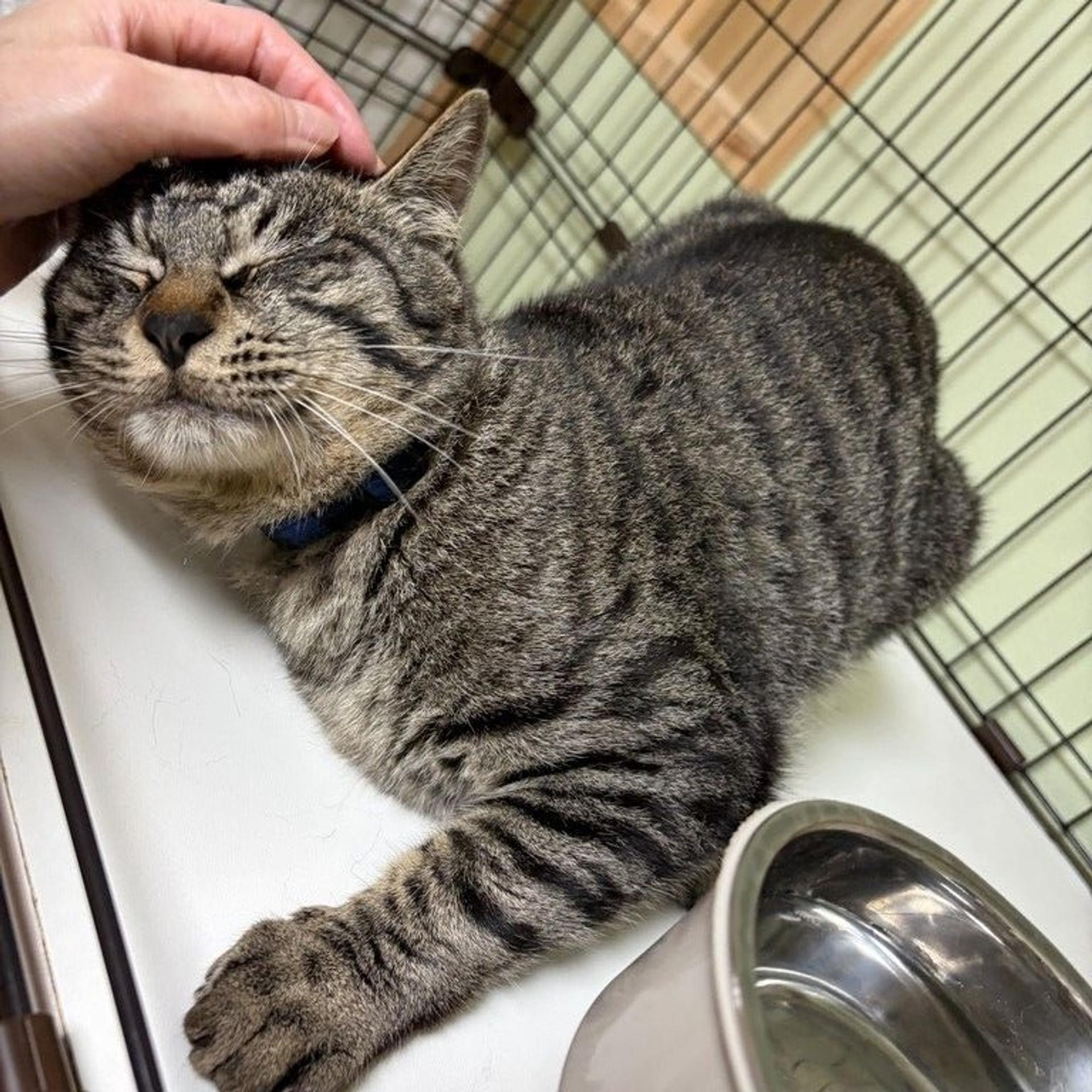 pet-image-4