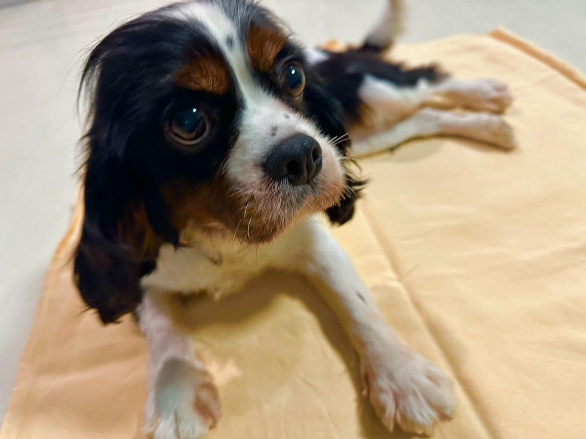 pet-image-2