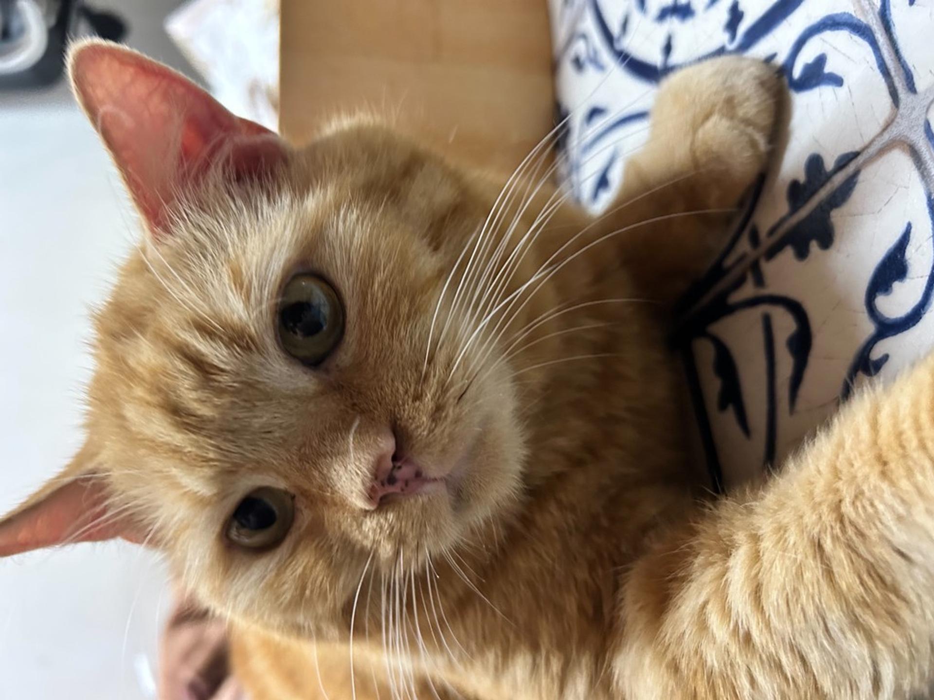 pet-image-2