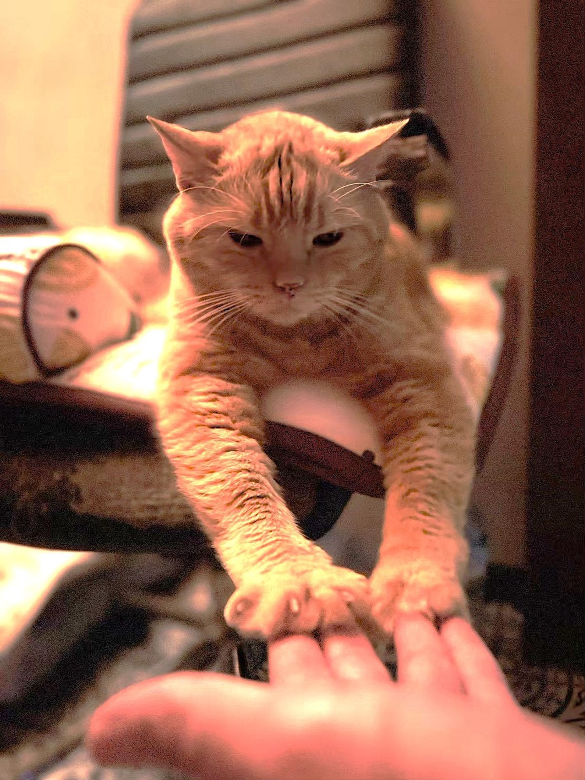 pet-image-3
