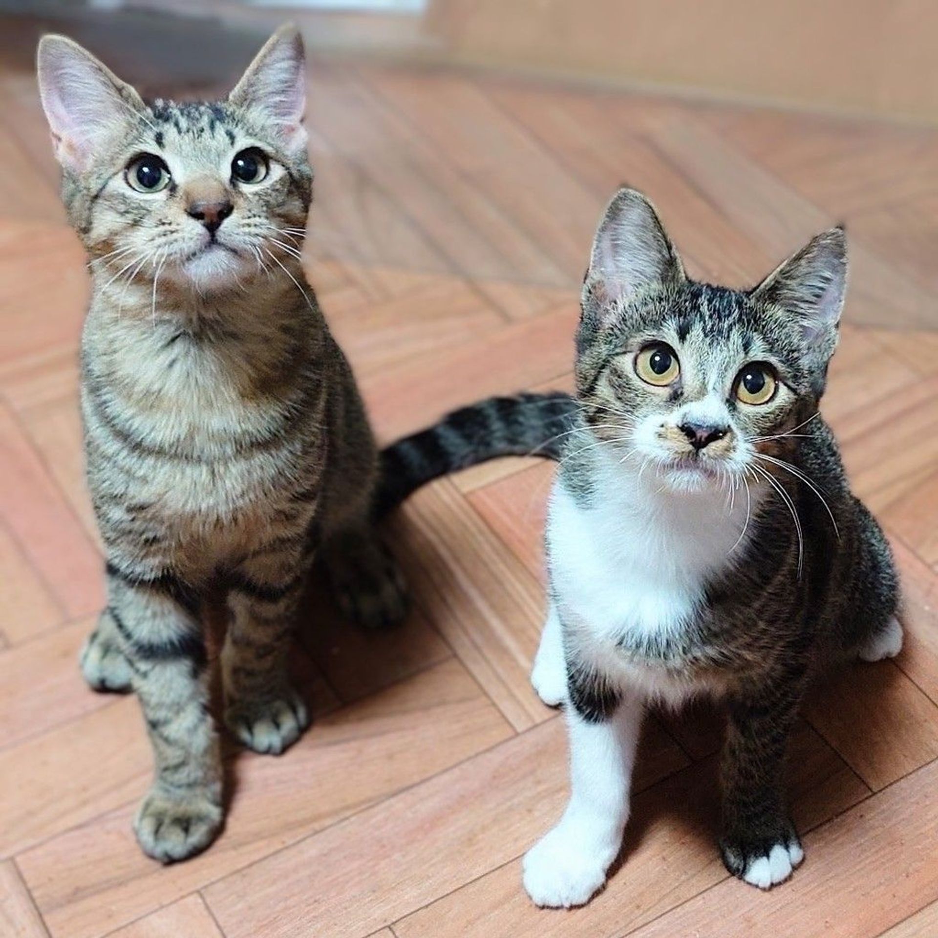 雑種（ミックス猫）・オスの里親募集の写真