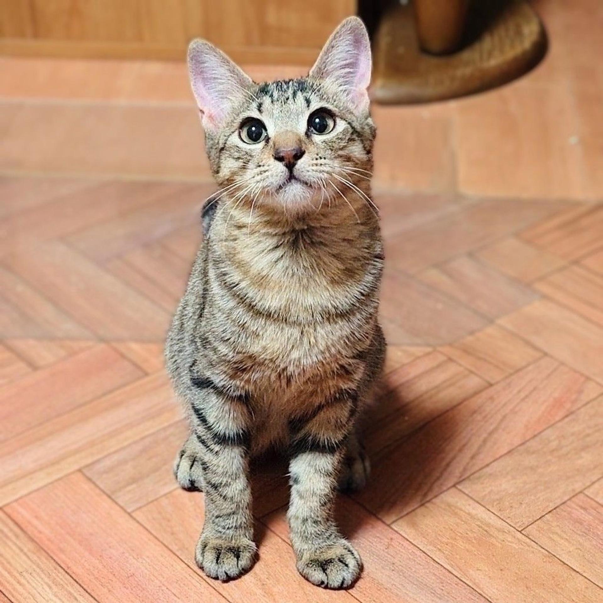 pet-image-2