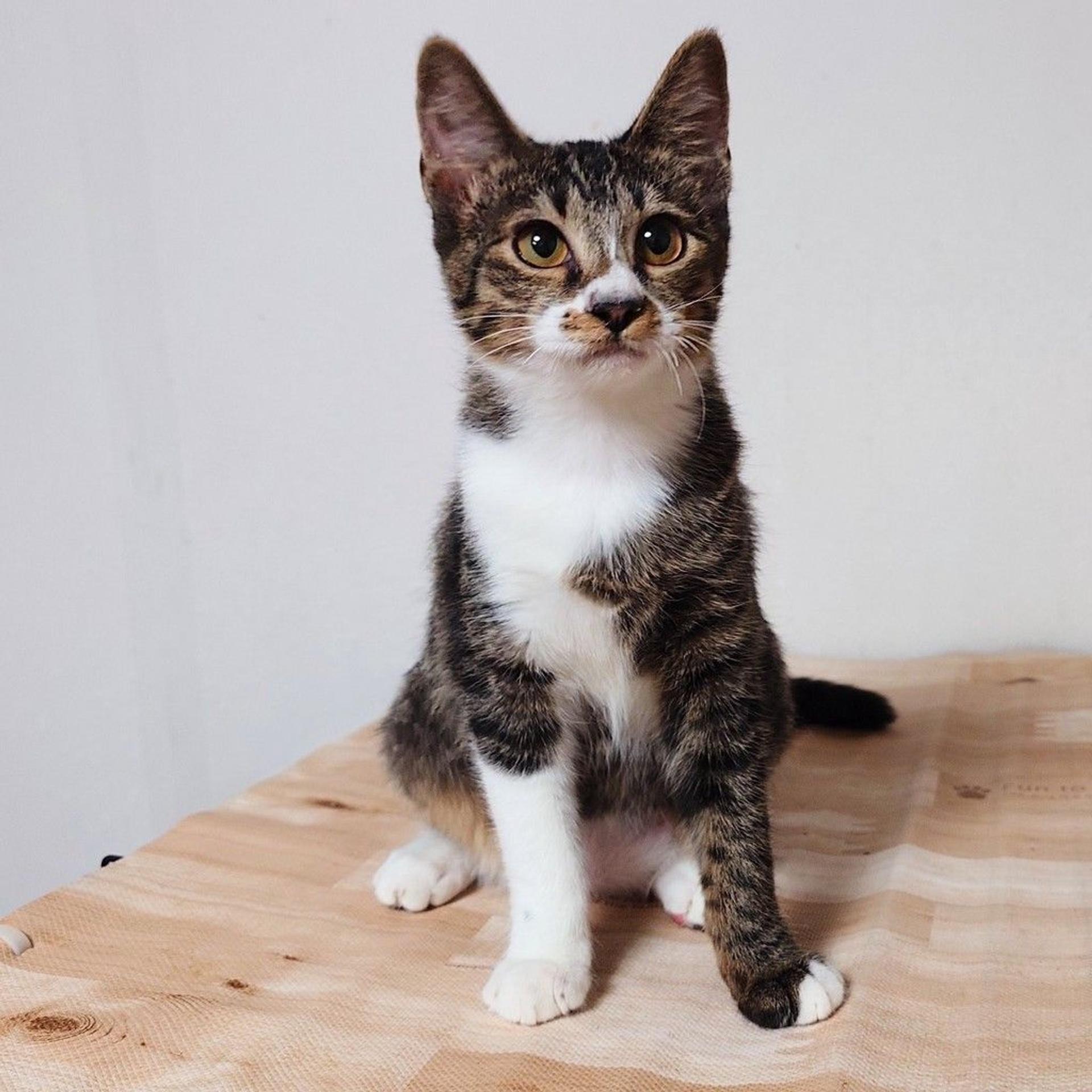 pet-image-3
