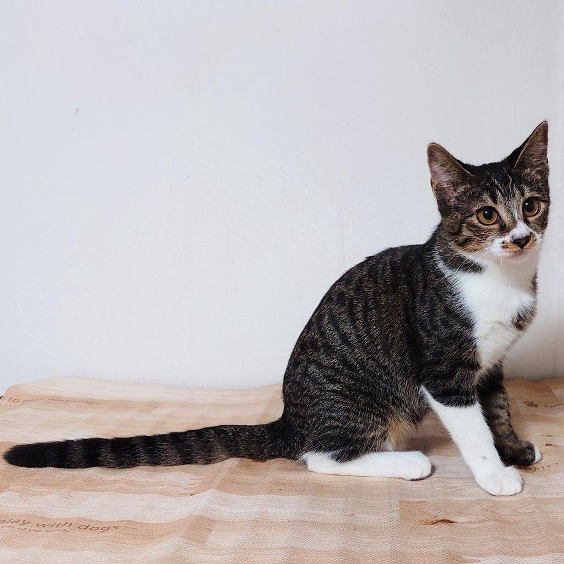 pet-image-4