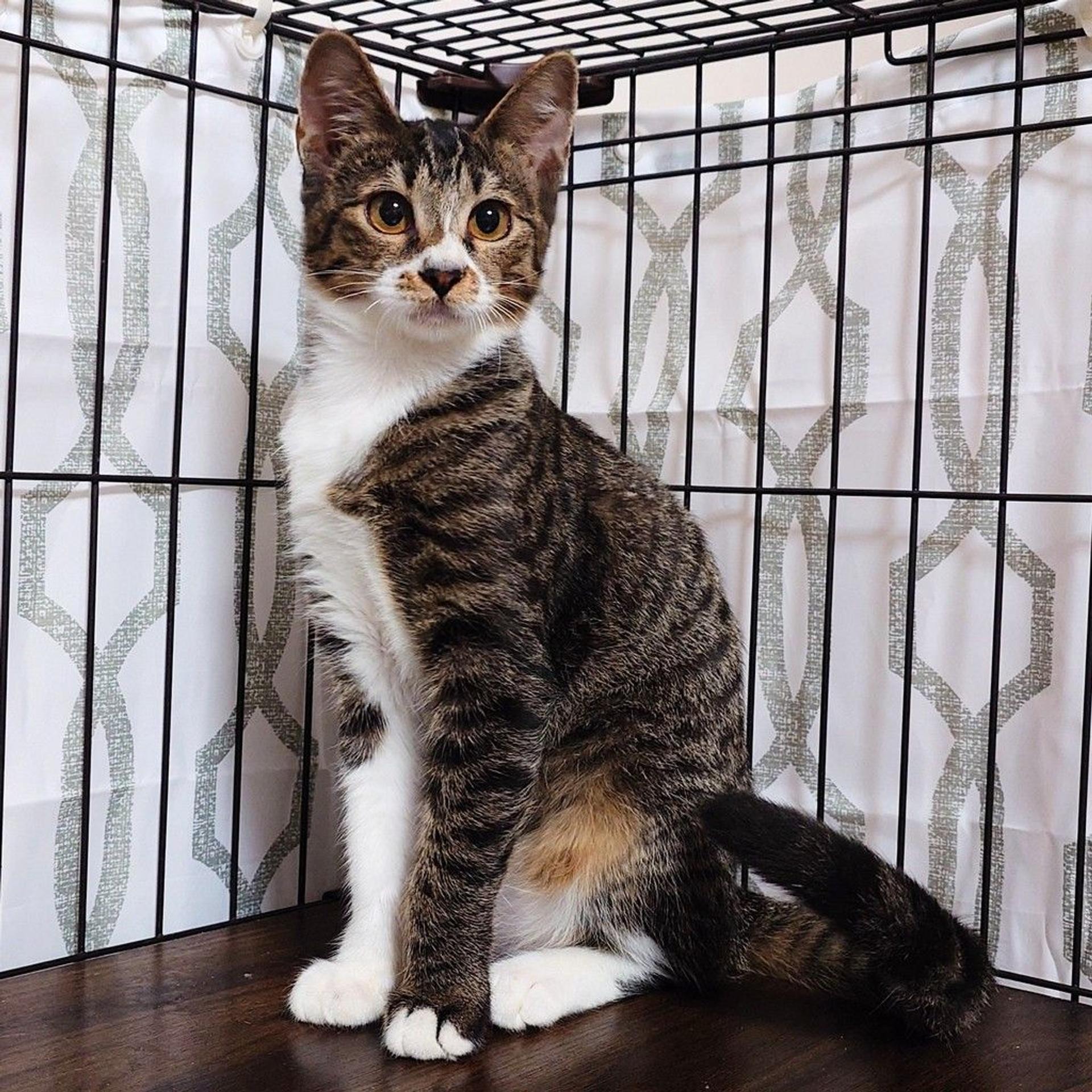pet-image-7