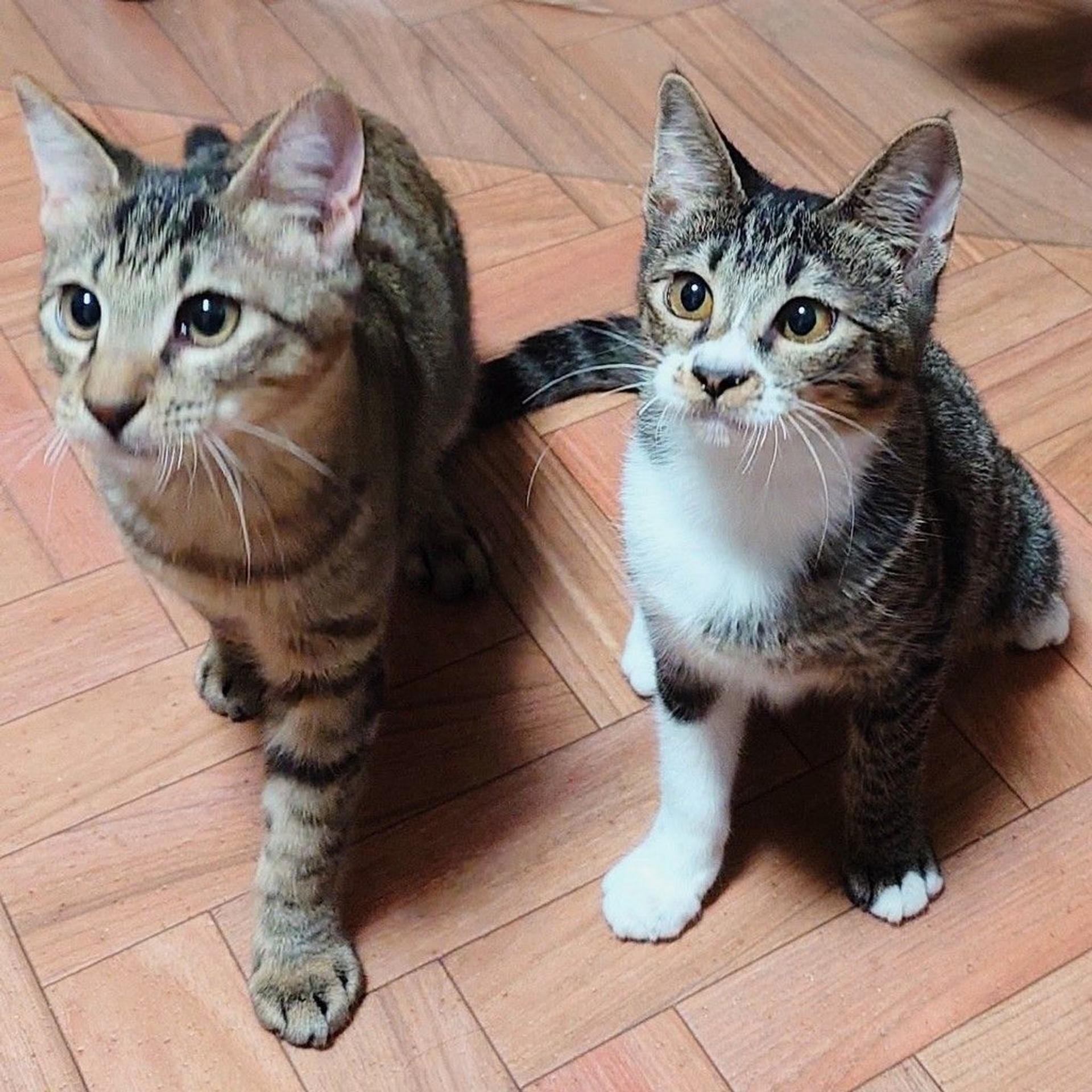 pet-image-10