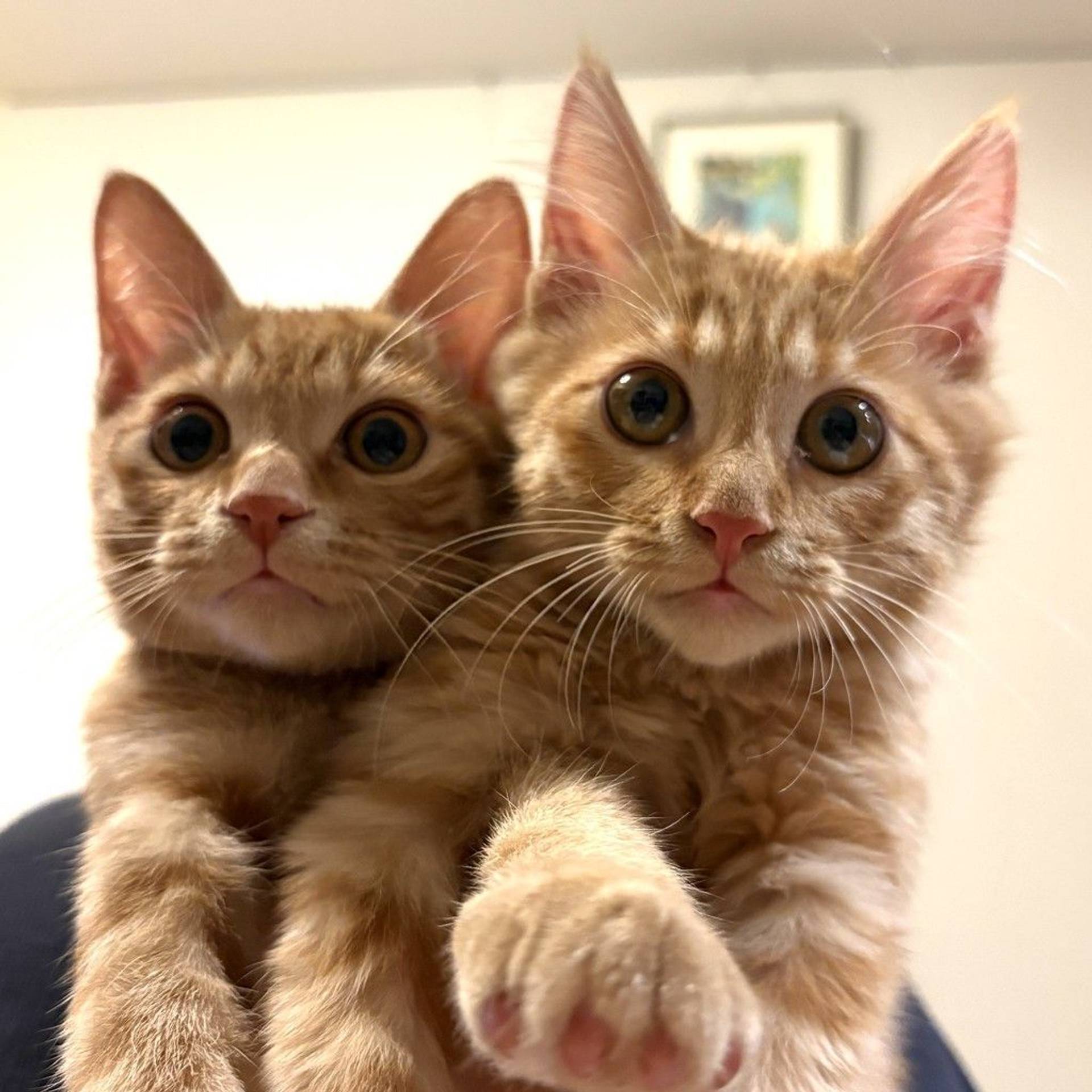 雑種（ミックス猫）・オスの里親募集の写真