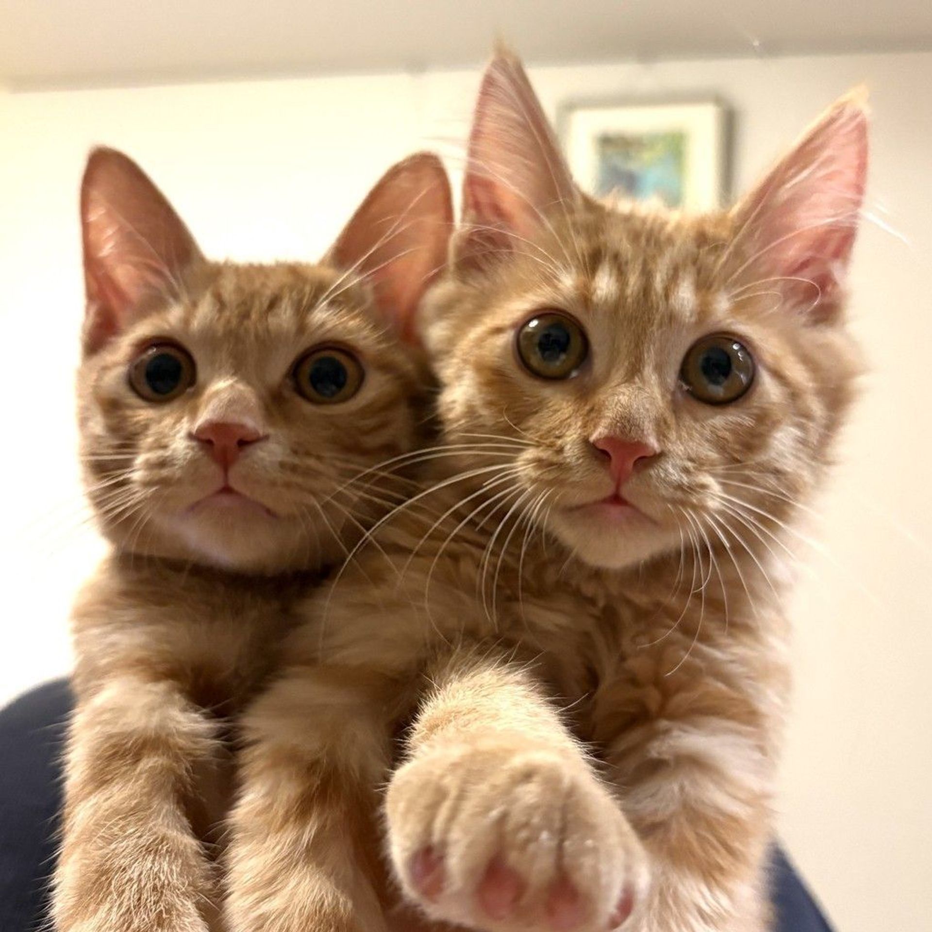 雑種（ミックス猫）・オスの里親募集の写真