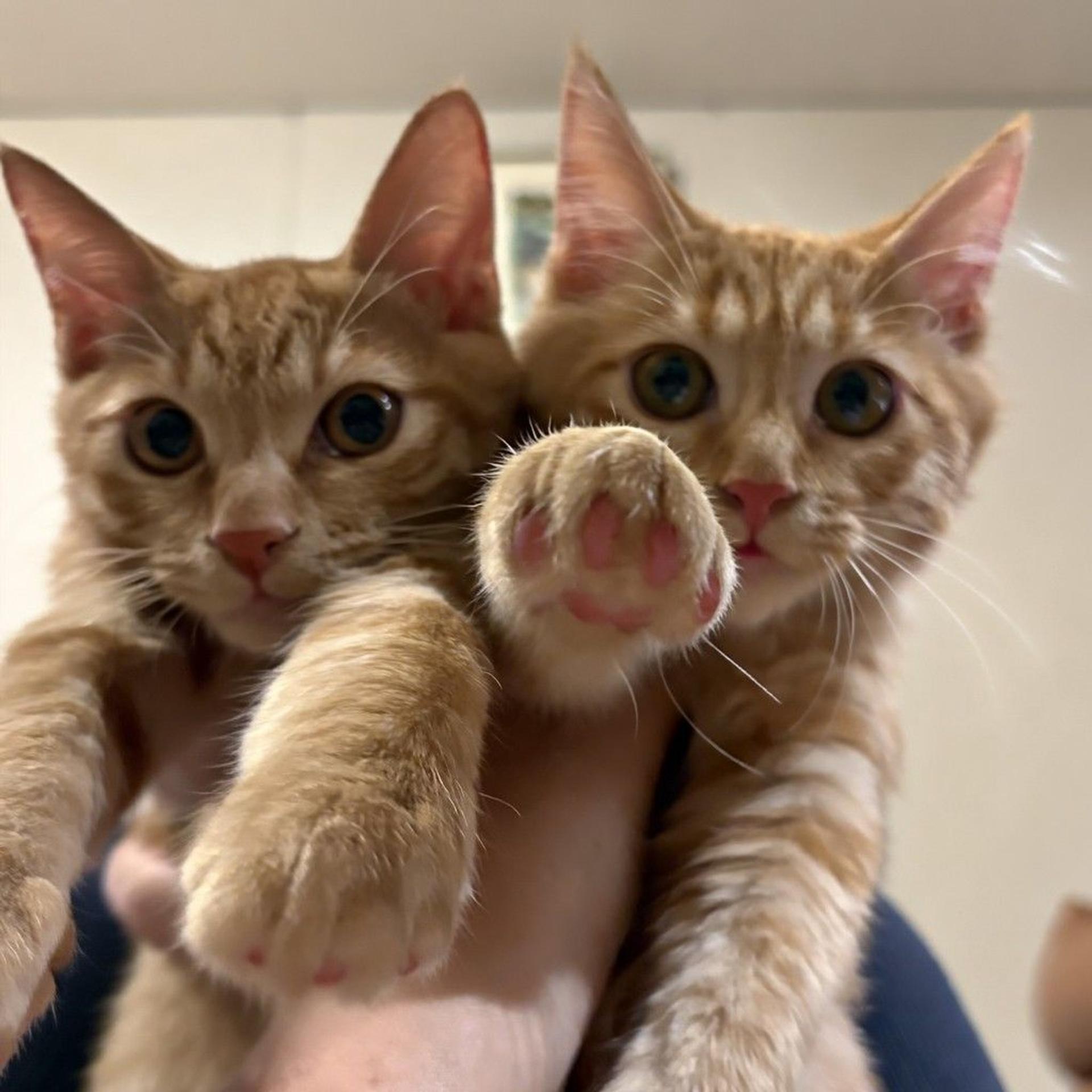pet-image-3