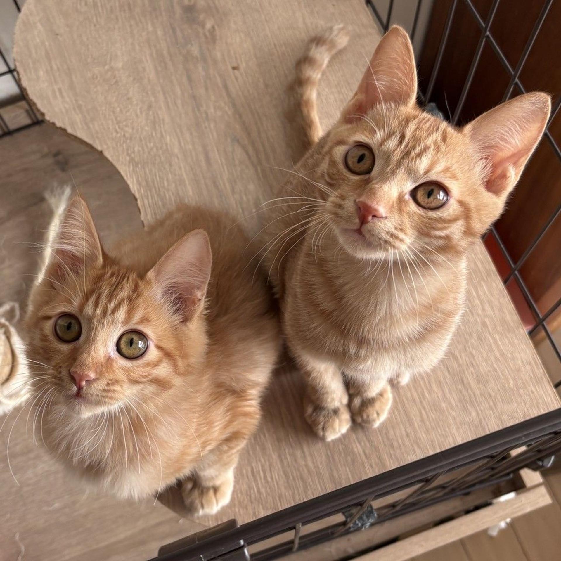 pet-image-4