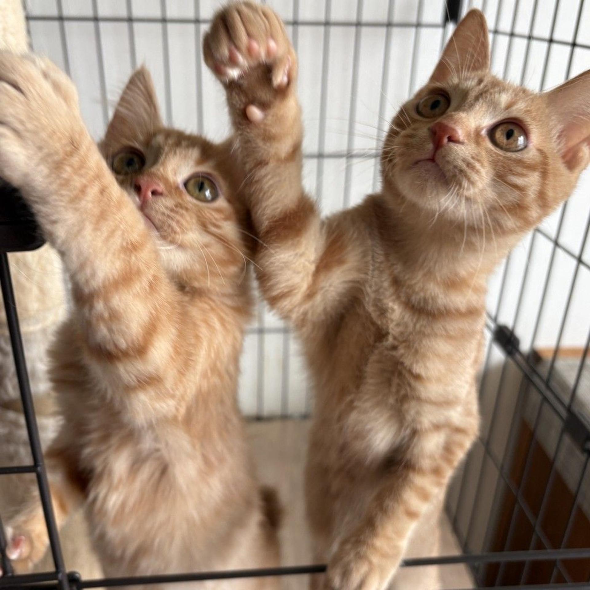 pet-image-5
