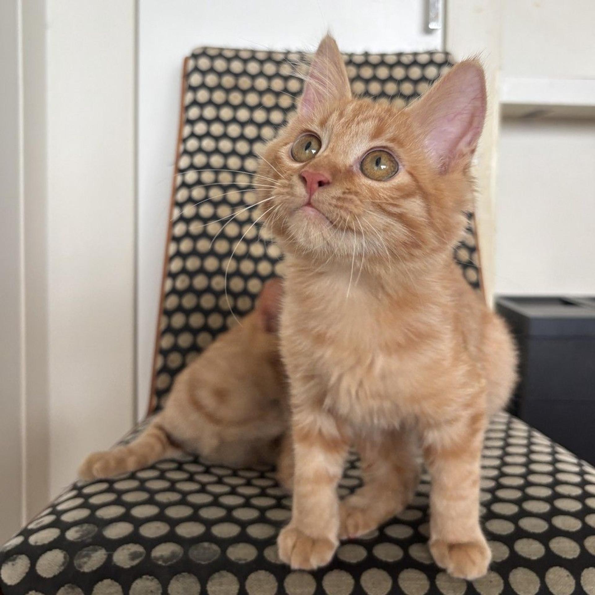 pet-image-6