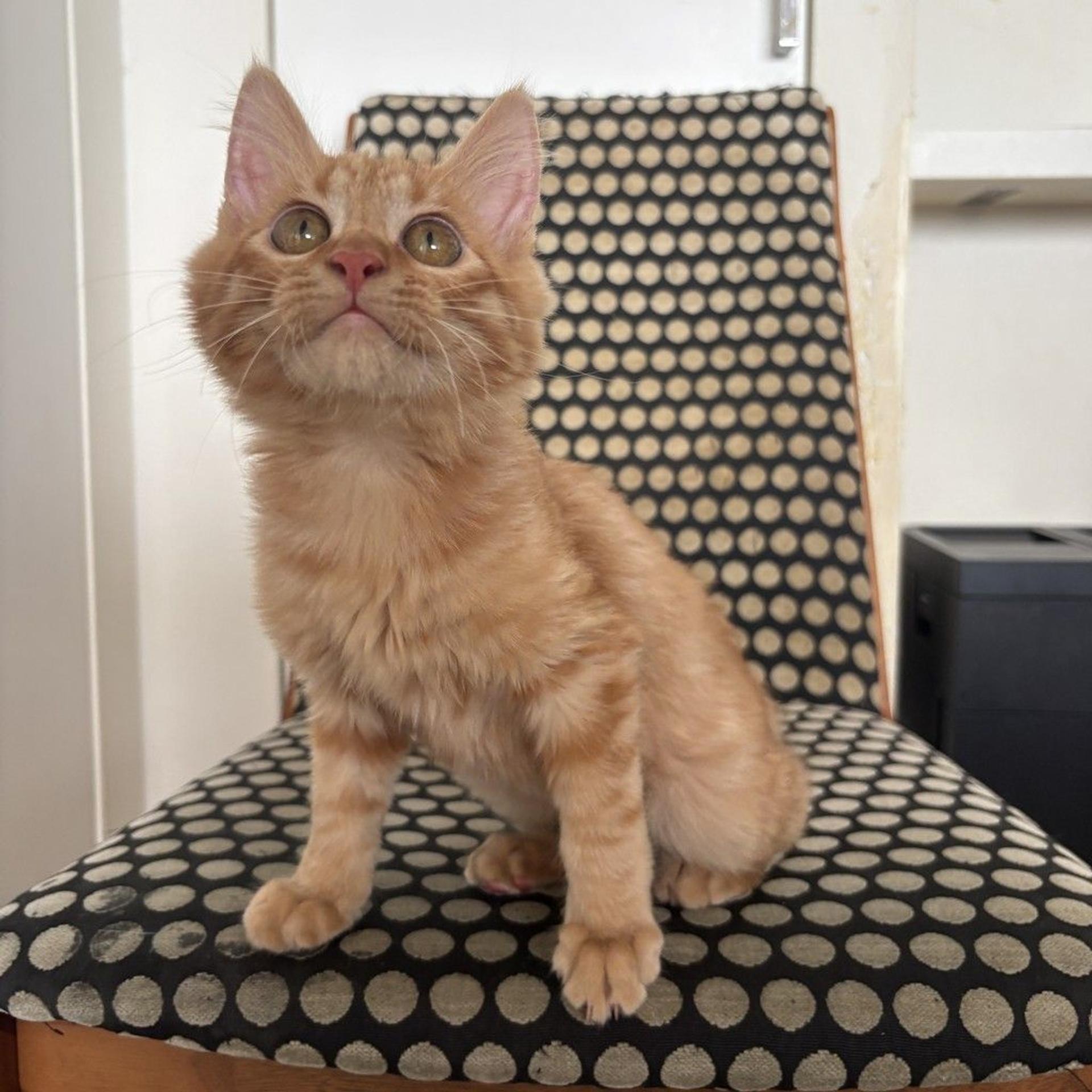 pet-image-8