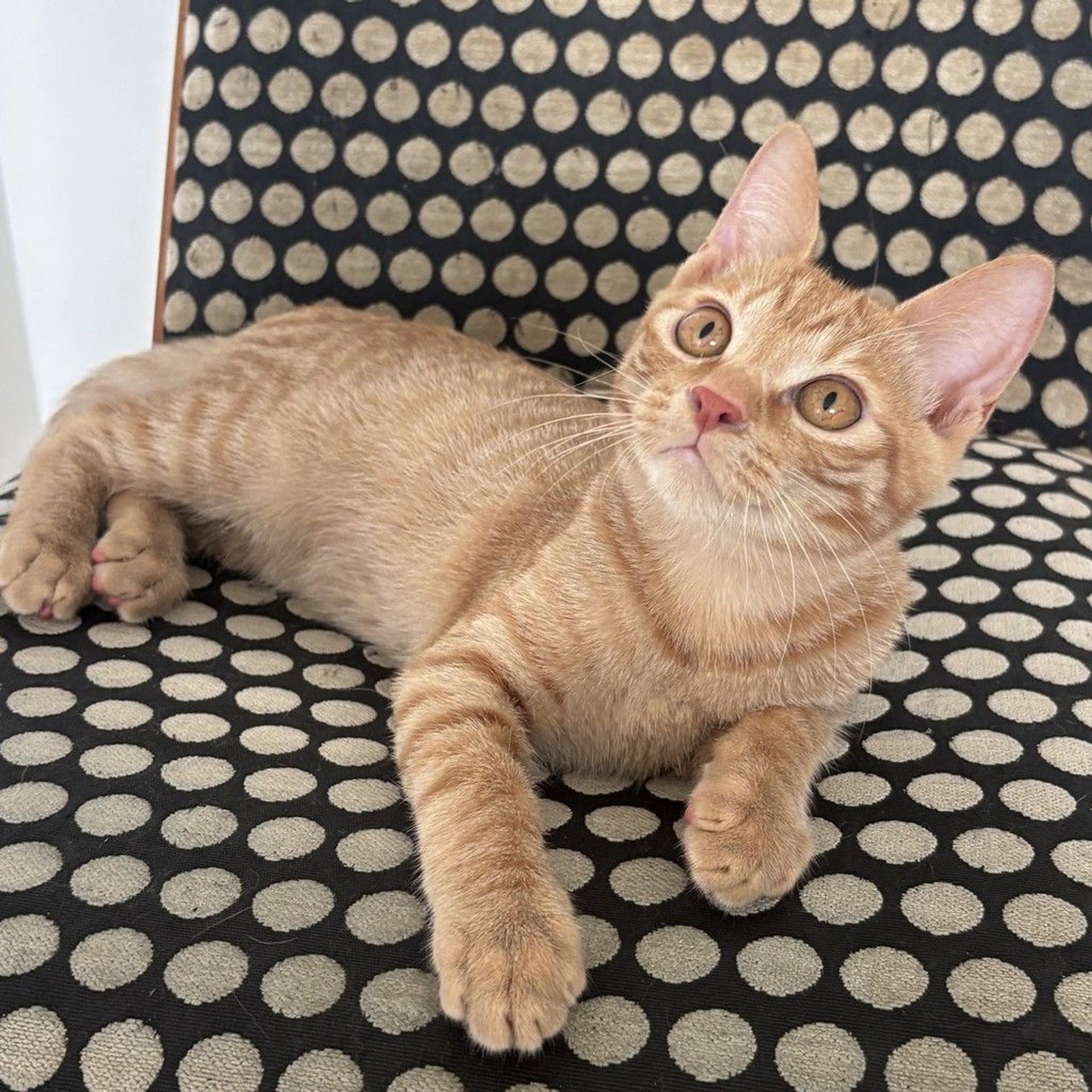 pet-image-9