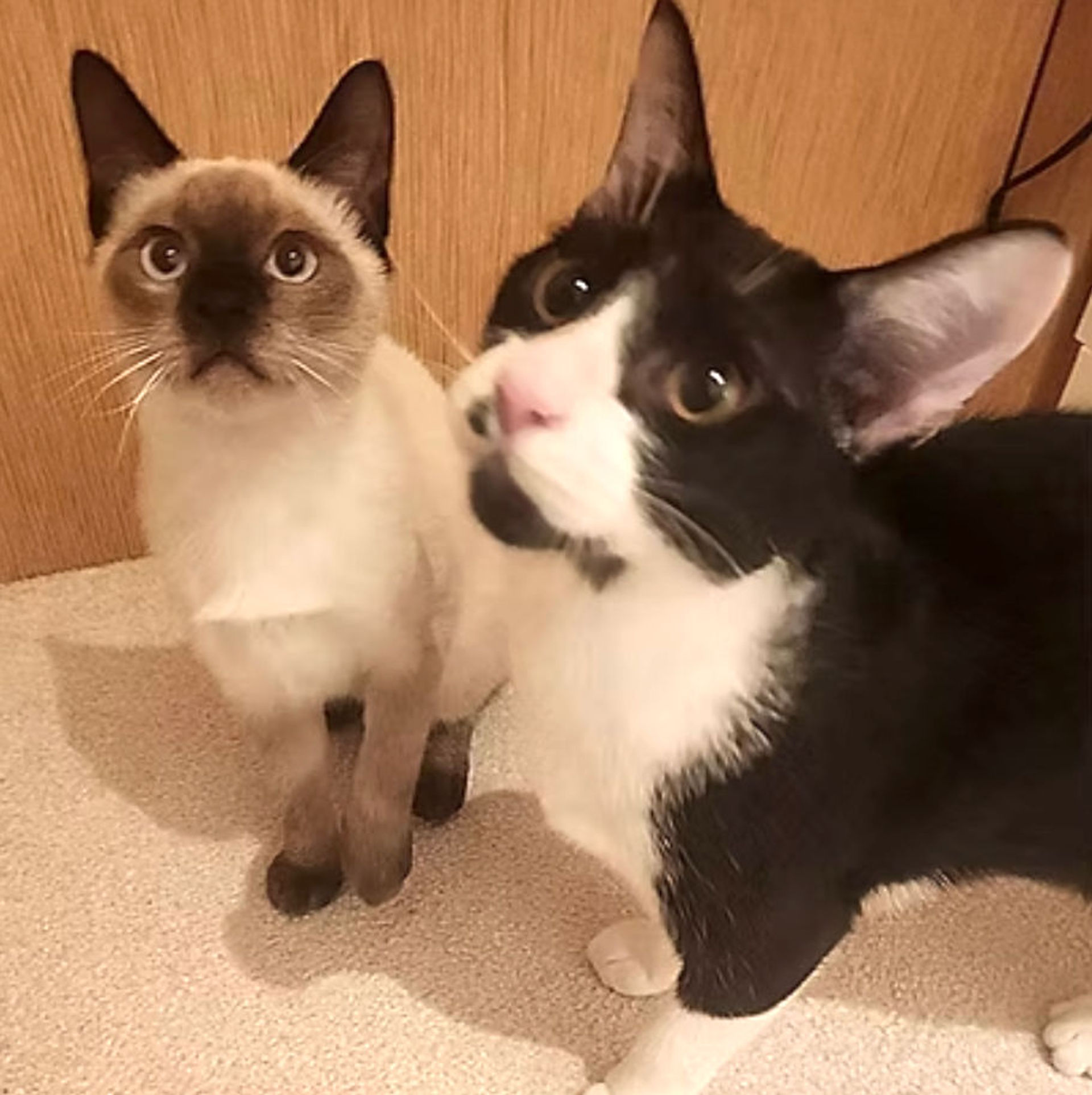 雑種（ミックス猫）・メスの里親募集の写真