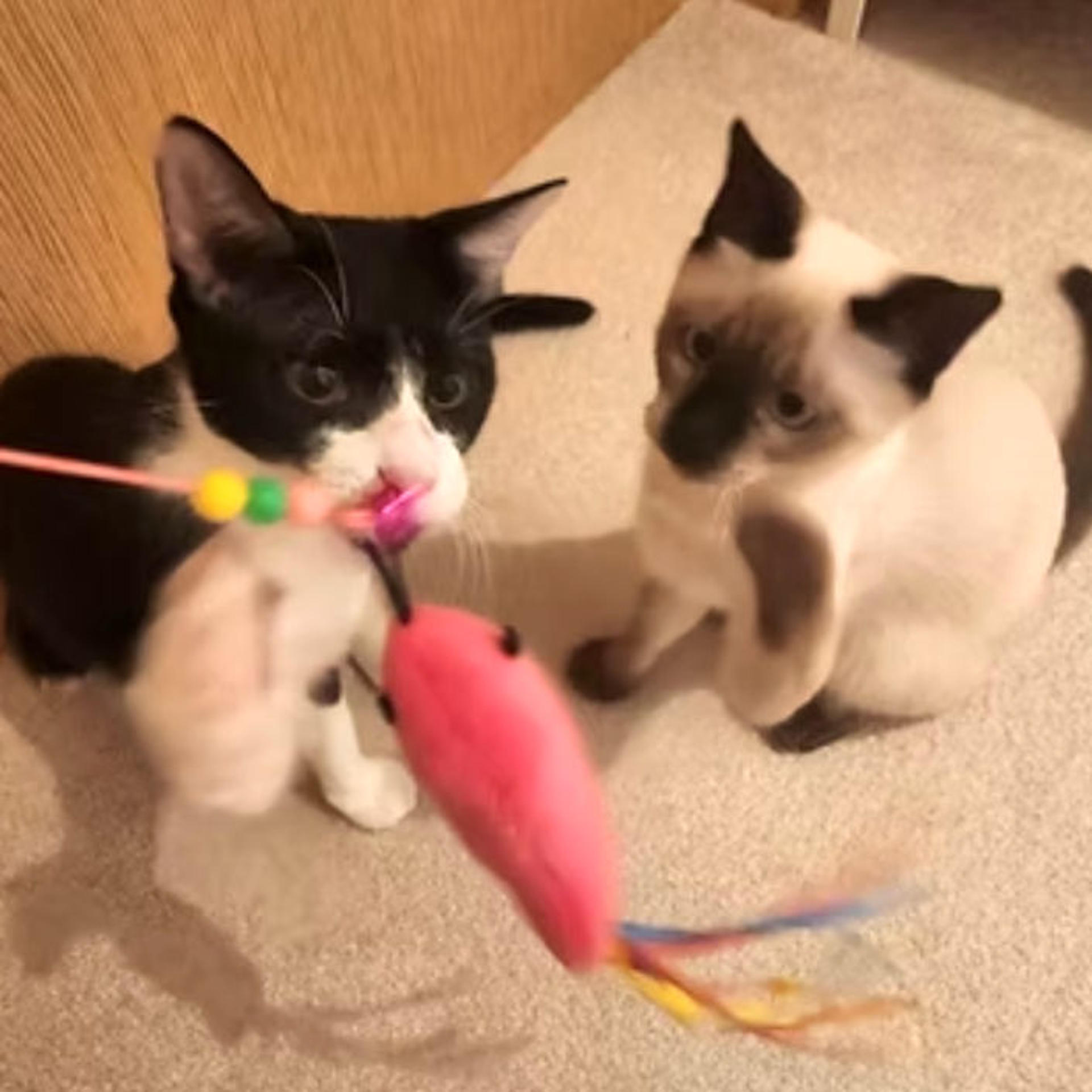 pet-image-3