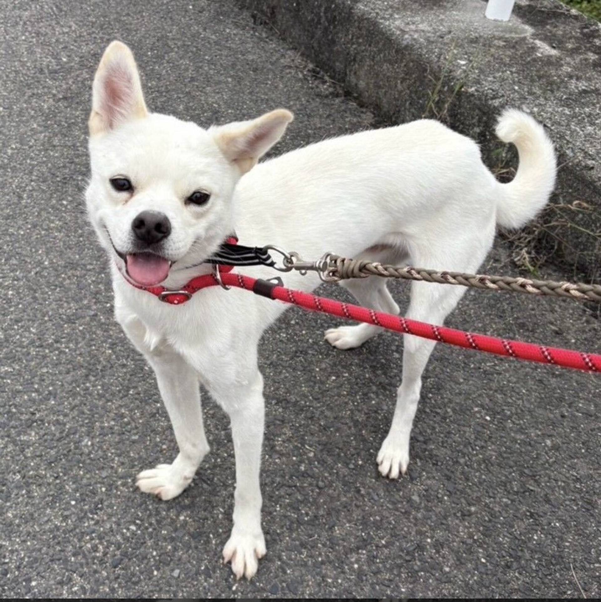 雑種（ミックス犬）・オスの里親募集の写真