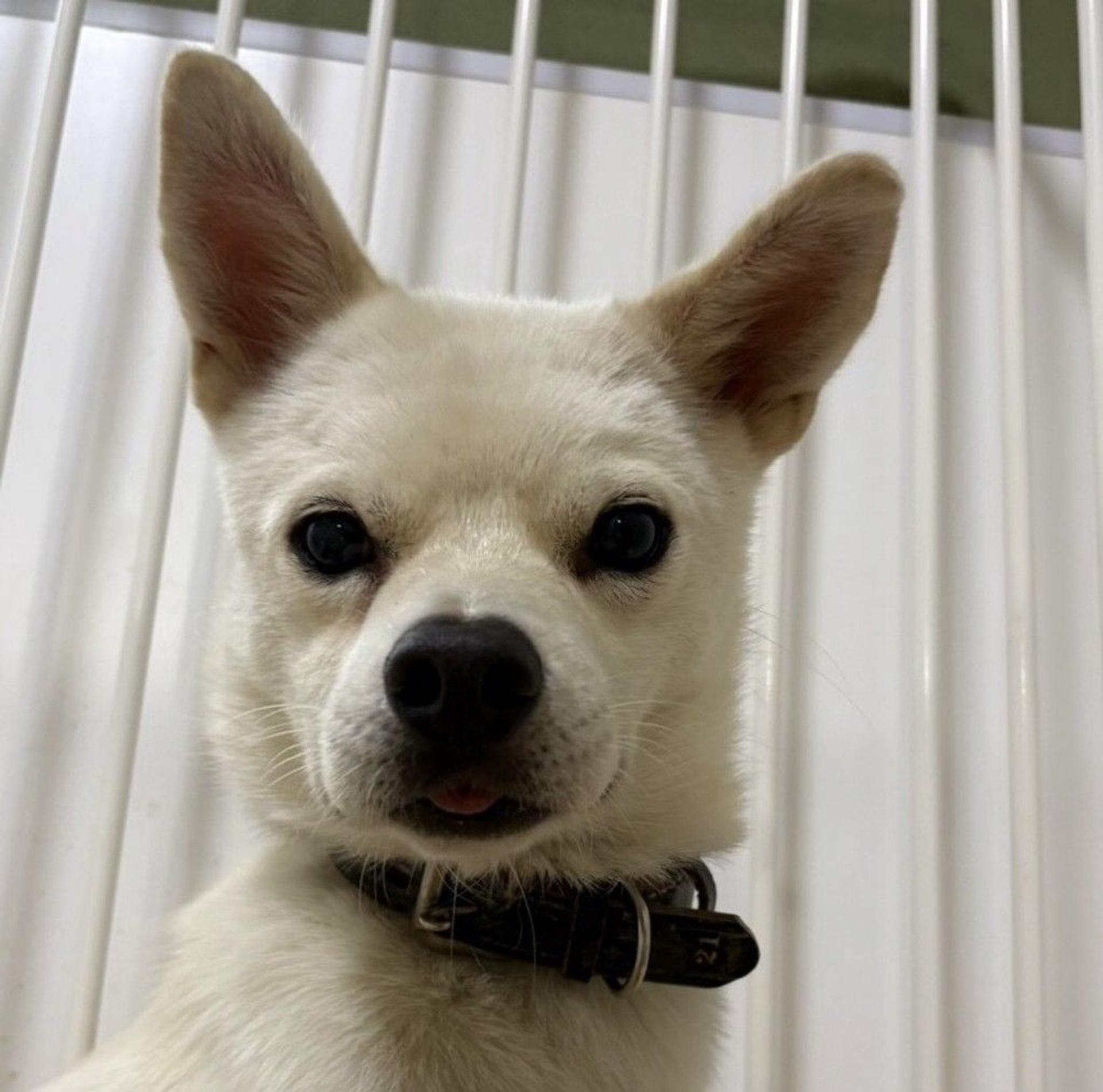 pet-image-2