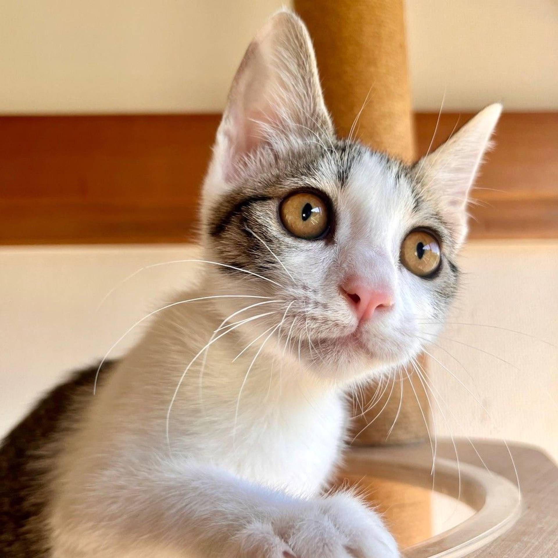 雑種（ミックス猫）・オスの里親募集の写真