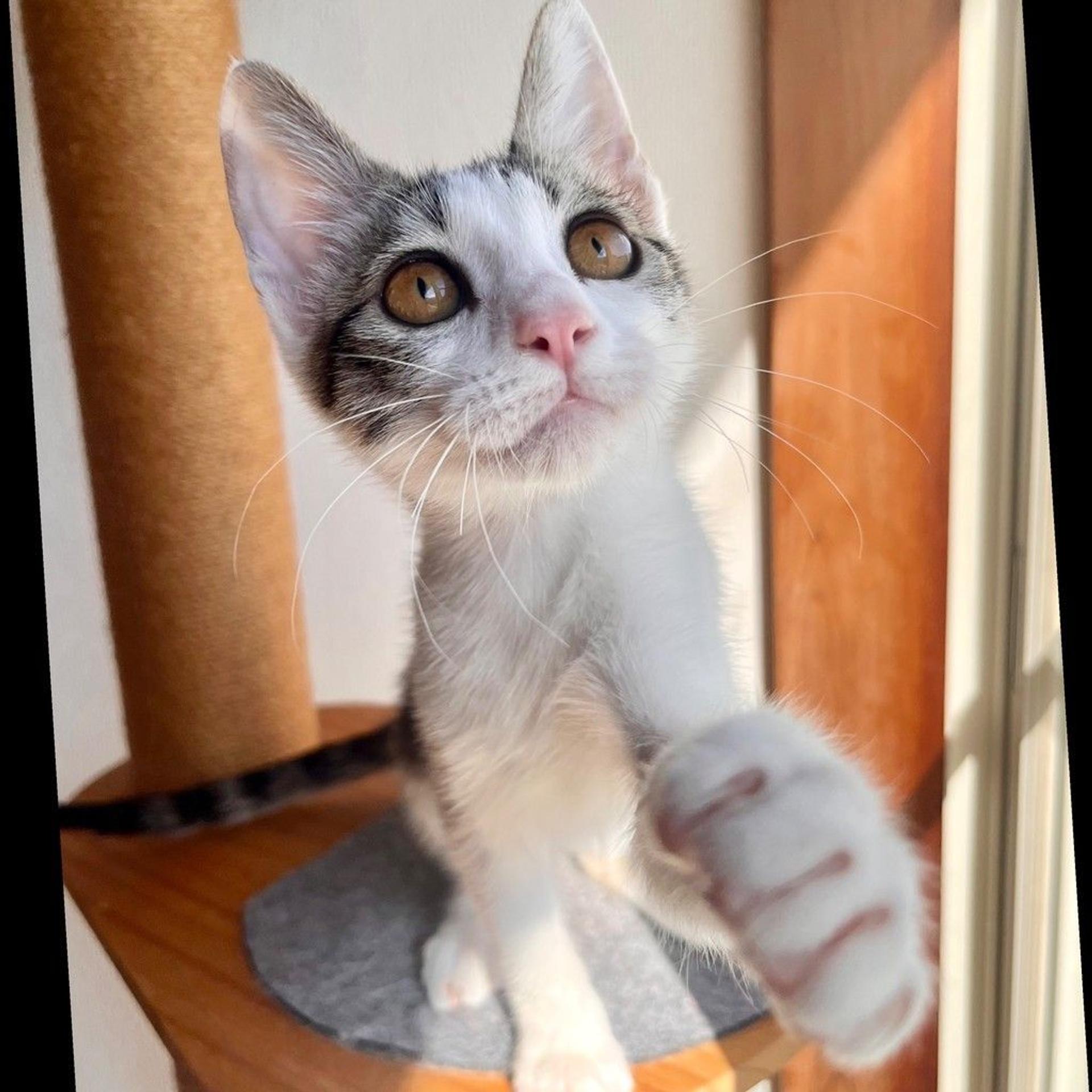 pet-image-2