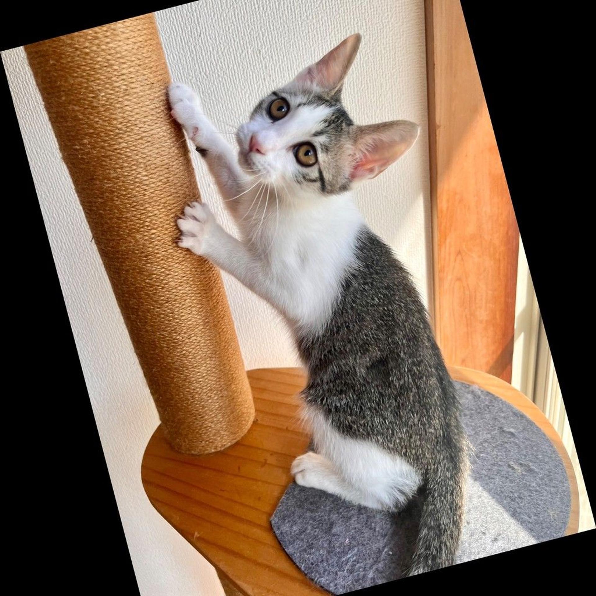 pet-image-3