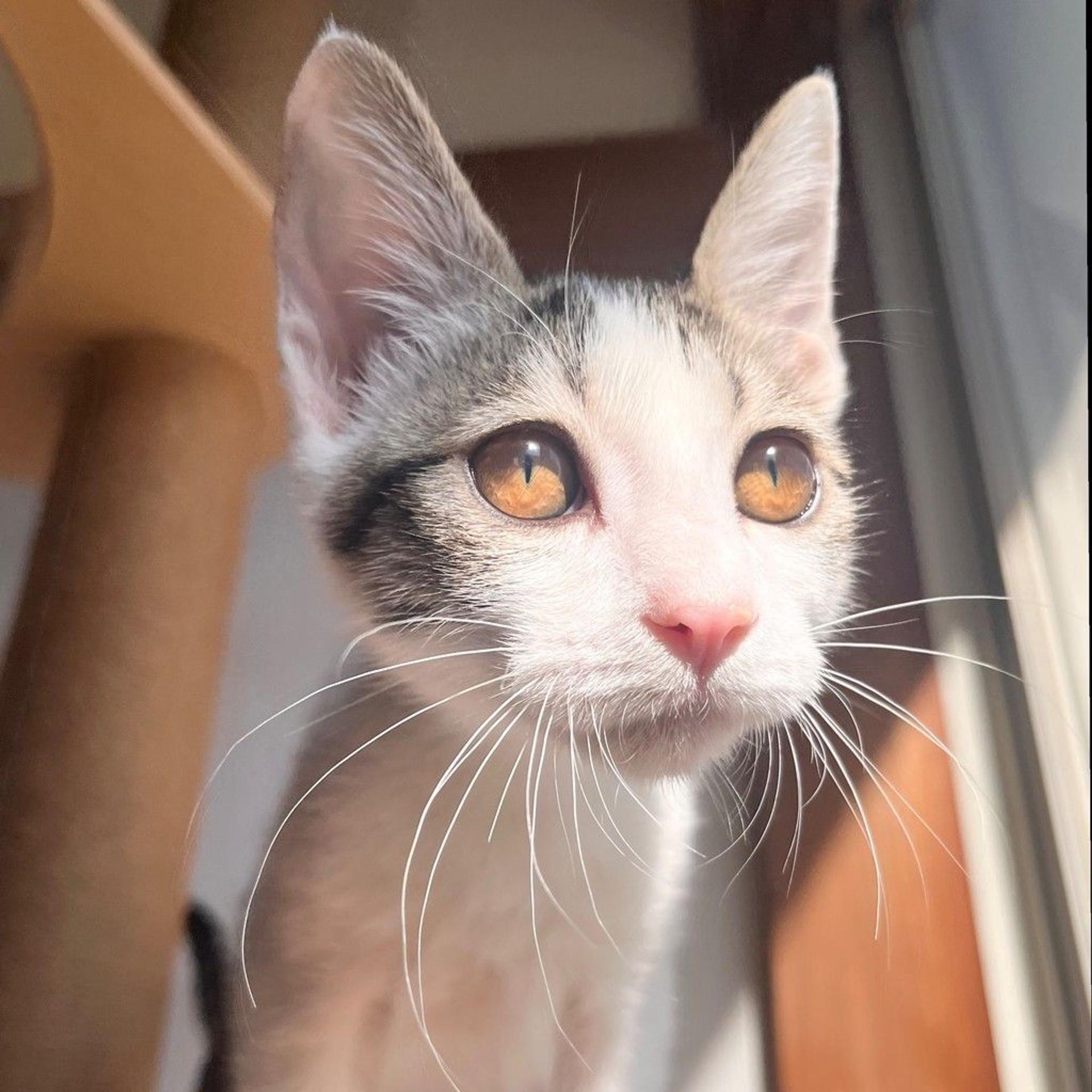 pet-image-5
