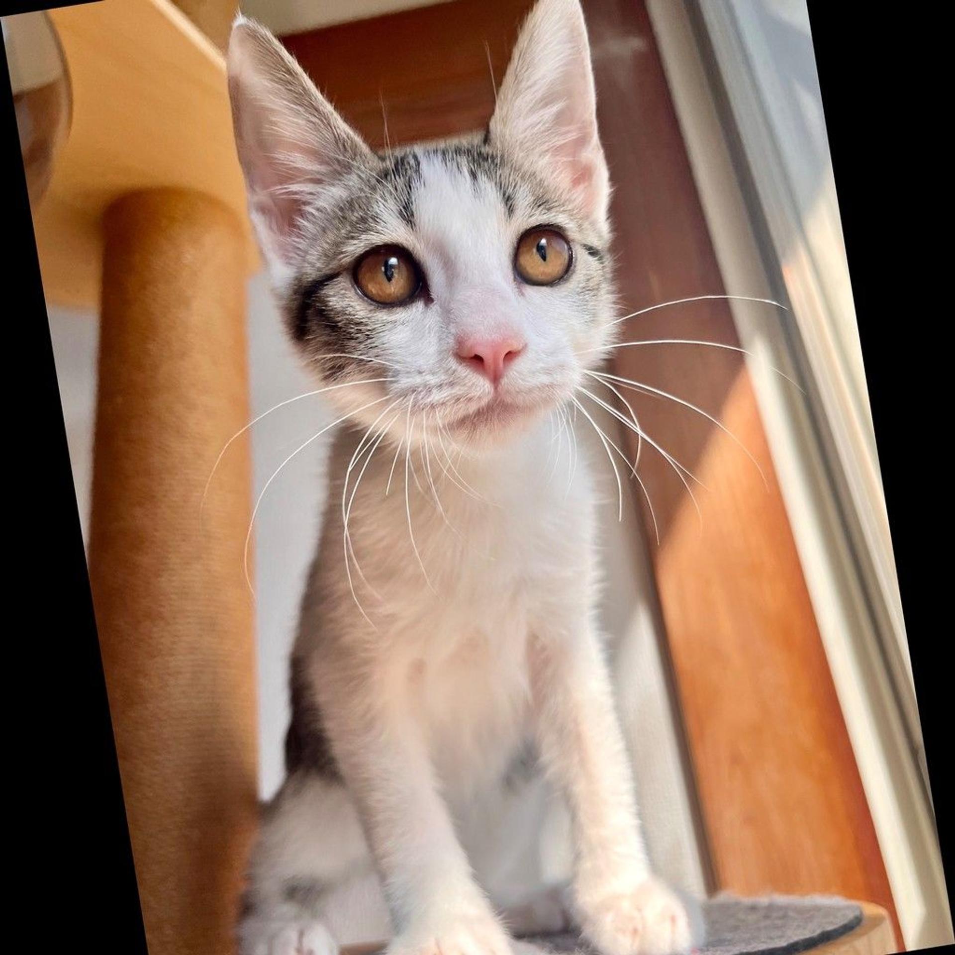 pet-image-7