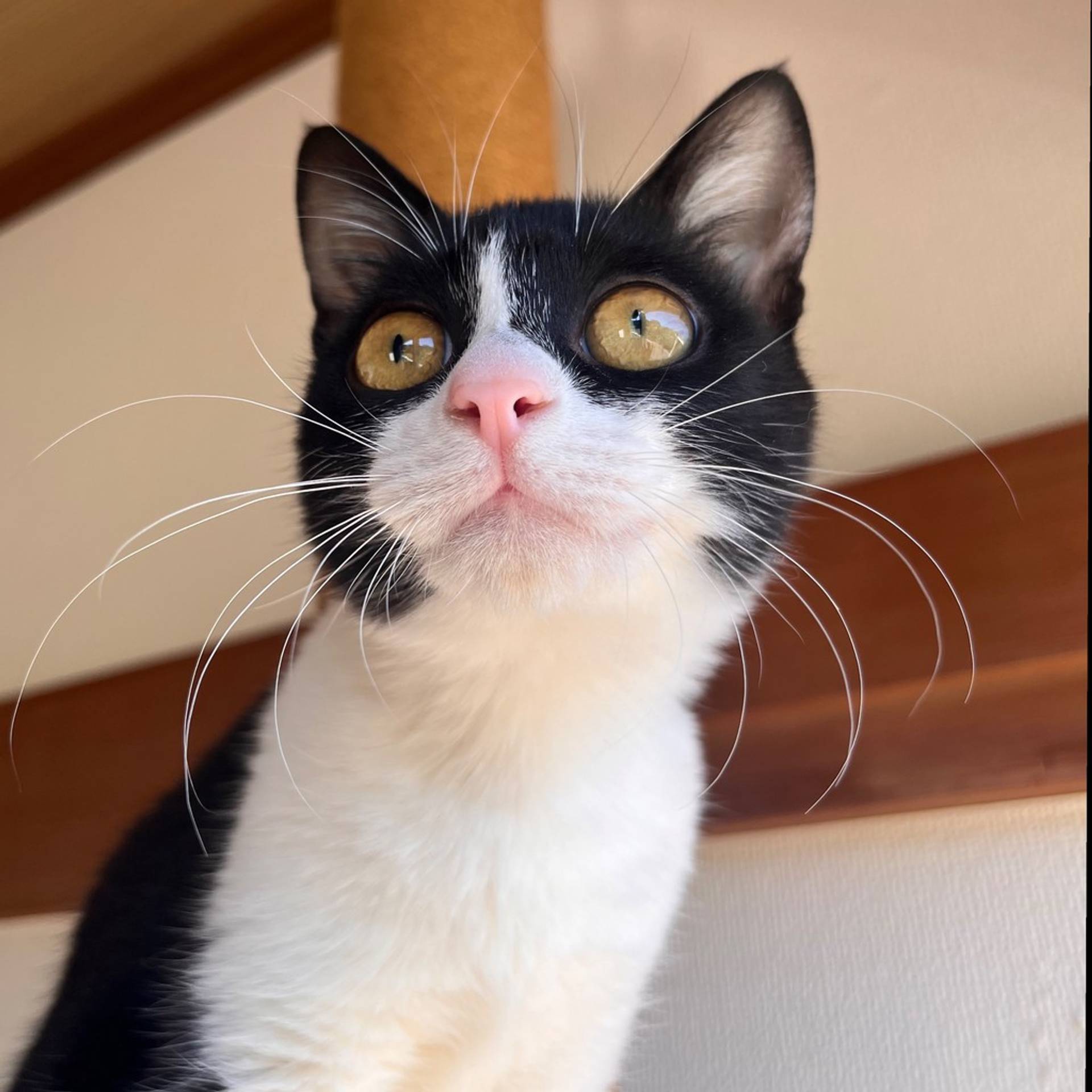 雑種（ミックス猫）・メスの里親募集の写真