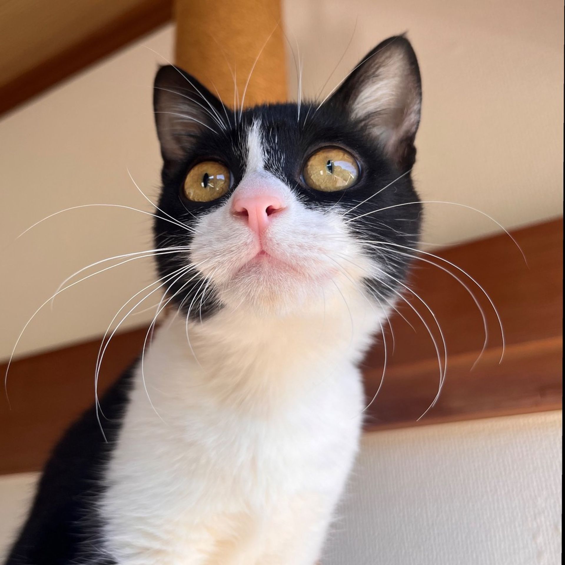 雑種（ミックス猫）・メスの里親募集の写真