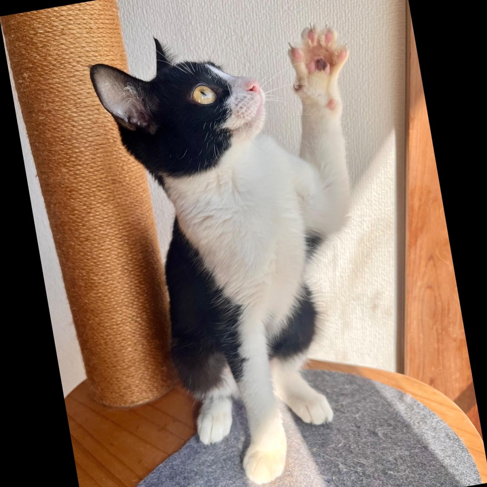 pet-image-6