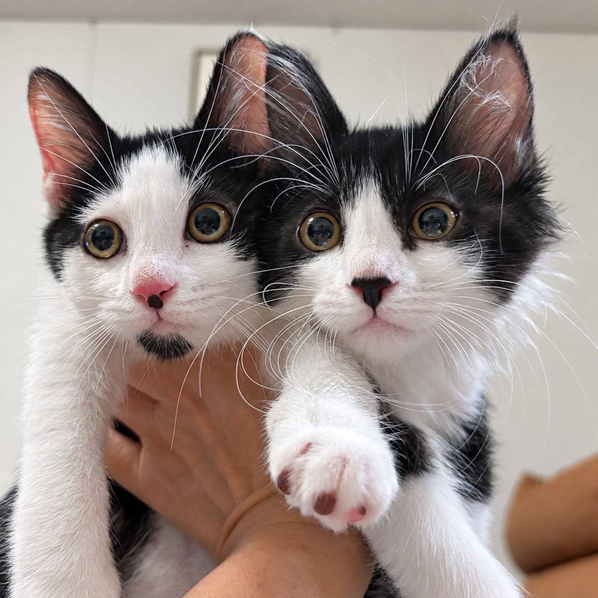 雑種（ミックス猫）・オスの里親募集の写真