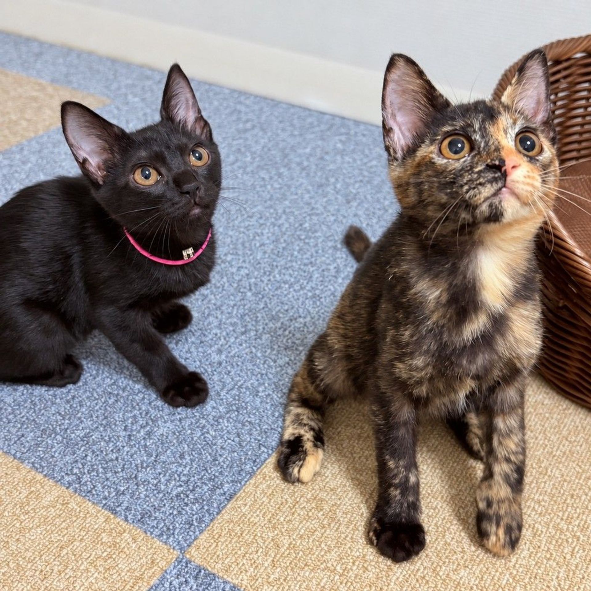 雑種（ミックス猫）・メスの里親募集の写真