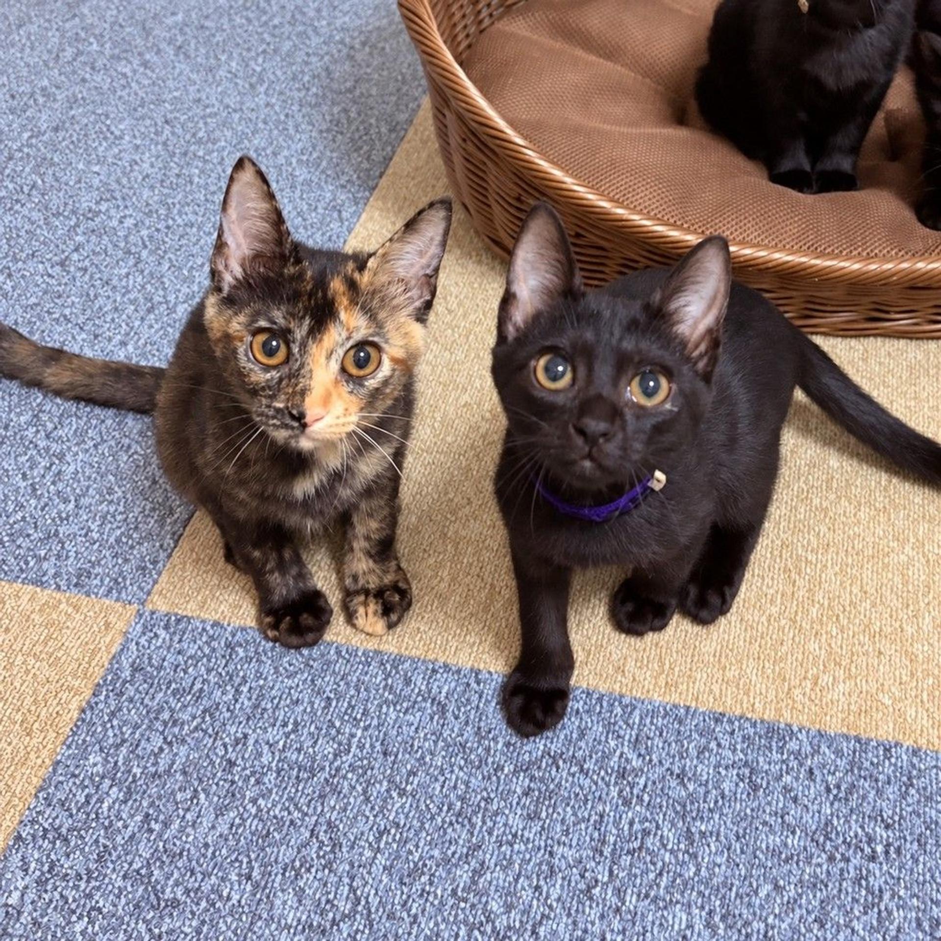 pet-image-2