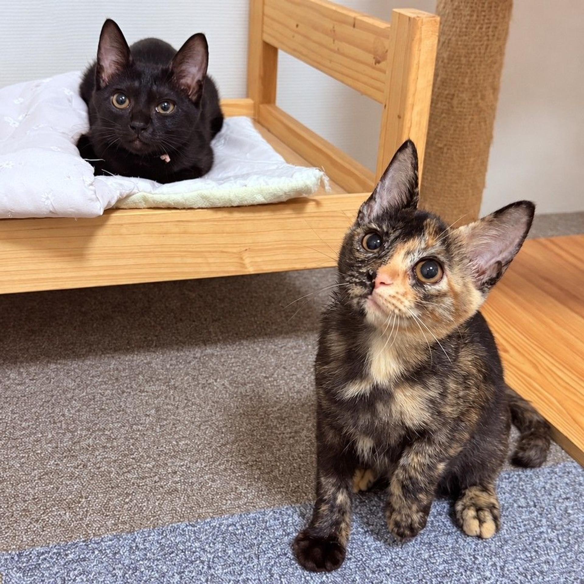 pet-image-3