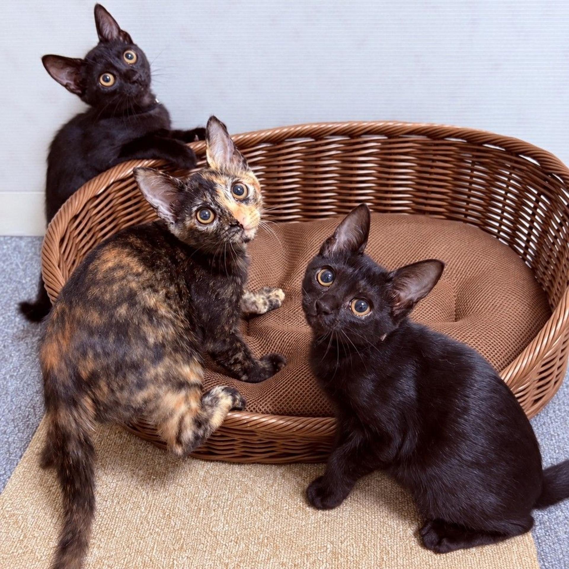 pet-image-4